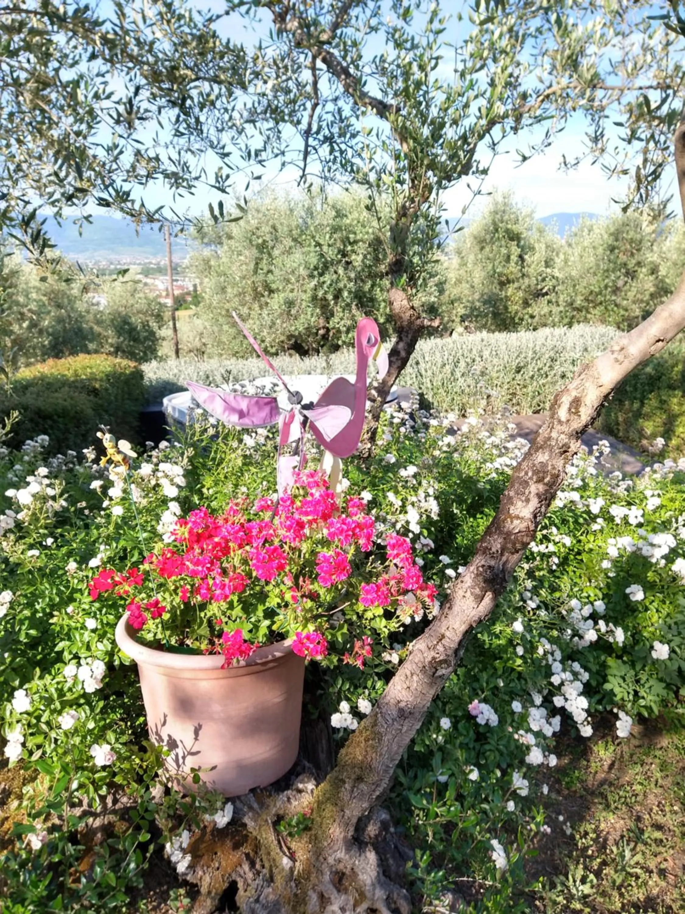 Olivia B&B and Apartment