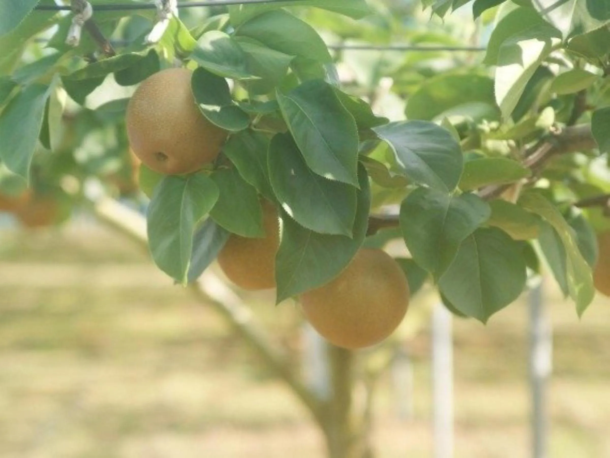 Garden in Vessel Inn Keisei Tsudanuma Ekimae