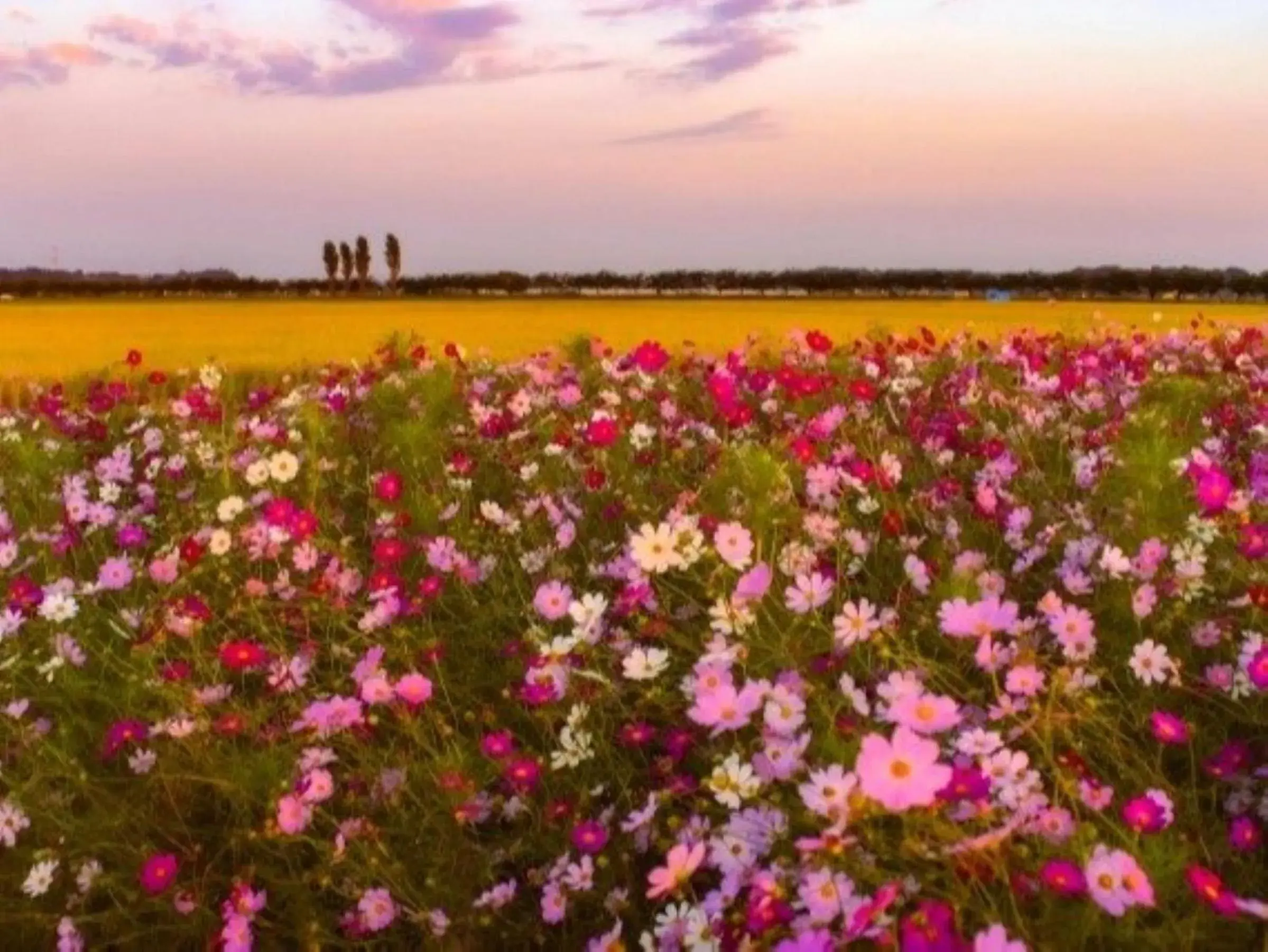Garden view in Vessel Inn Keisei Tsudanuma Ekimae Garden view in Vessel Inn Keisei Tsudanuma Ekimae