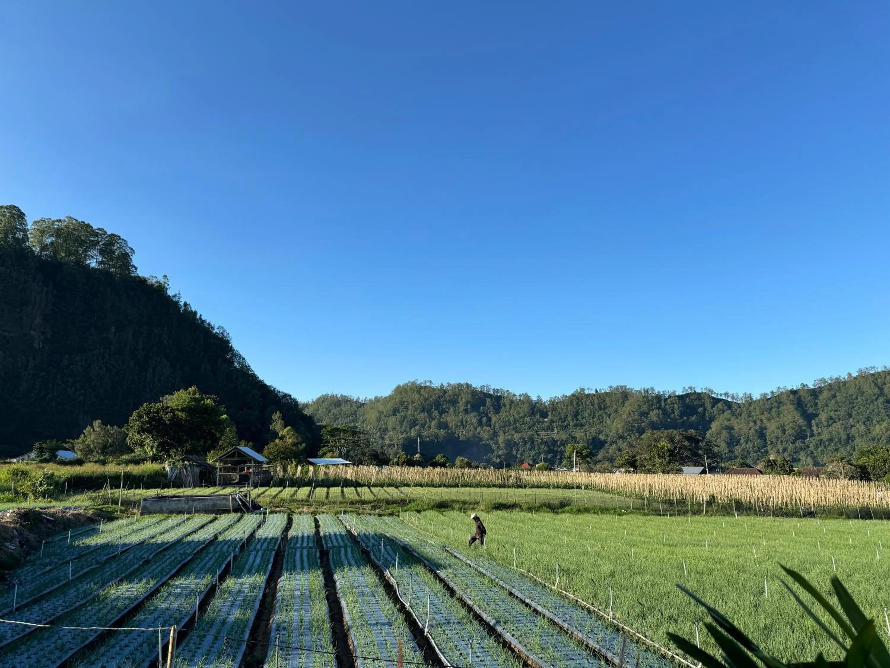 Day in Batur lake view