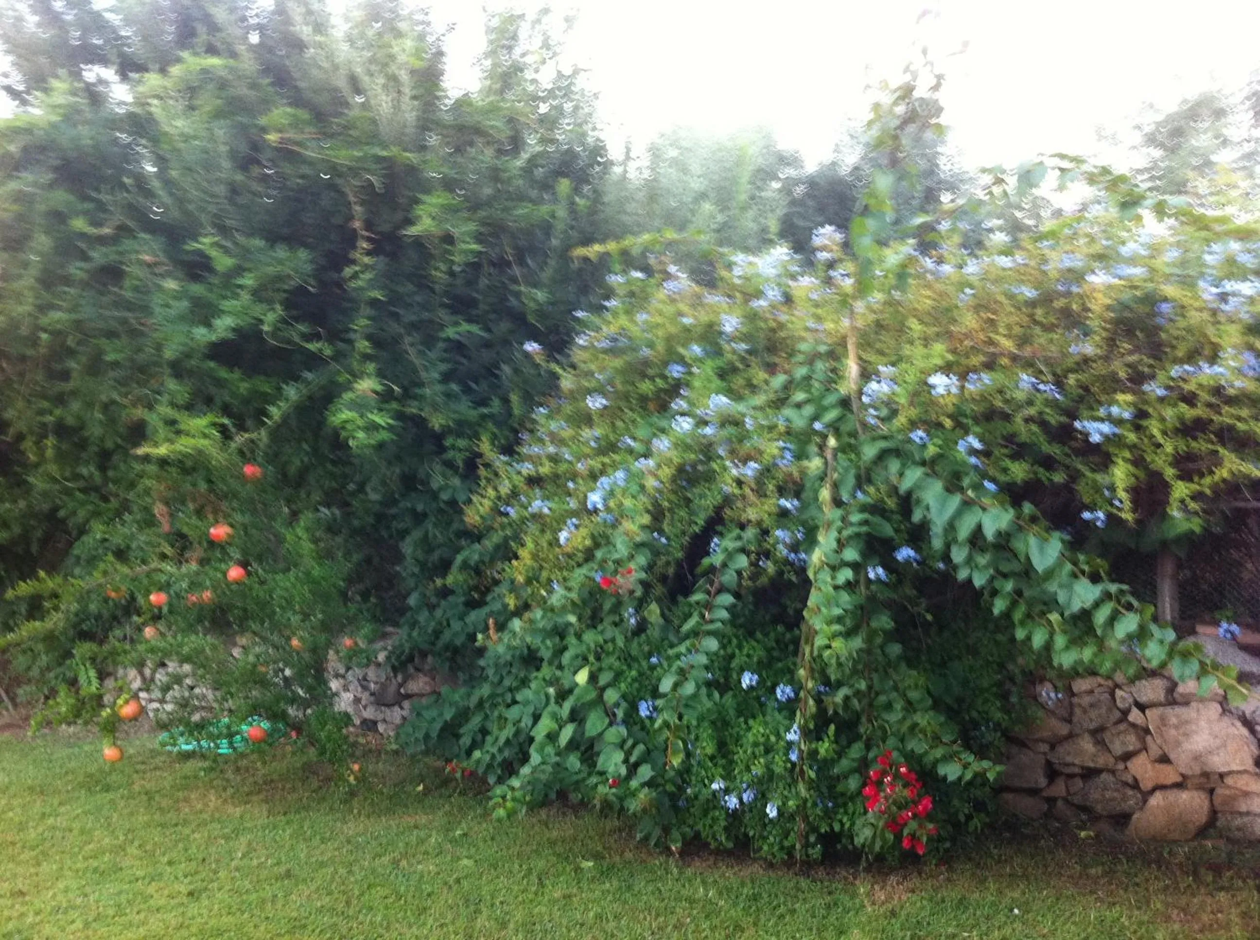Garden in Il Vecchio Ginepro