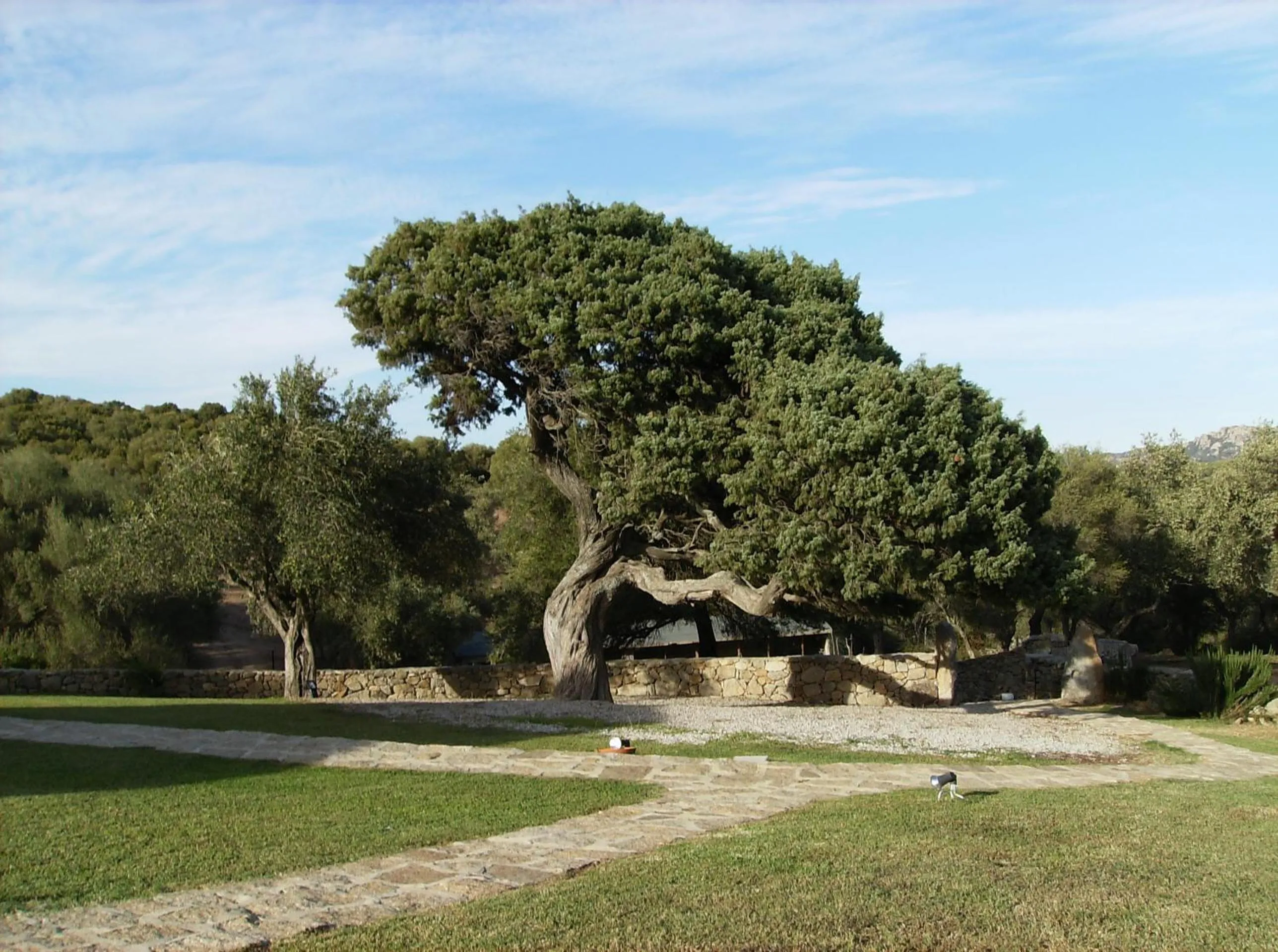 Garden in Il Vecchio Ginepro