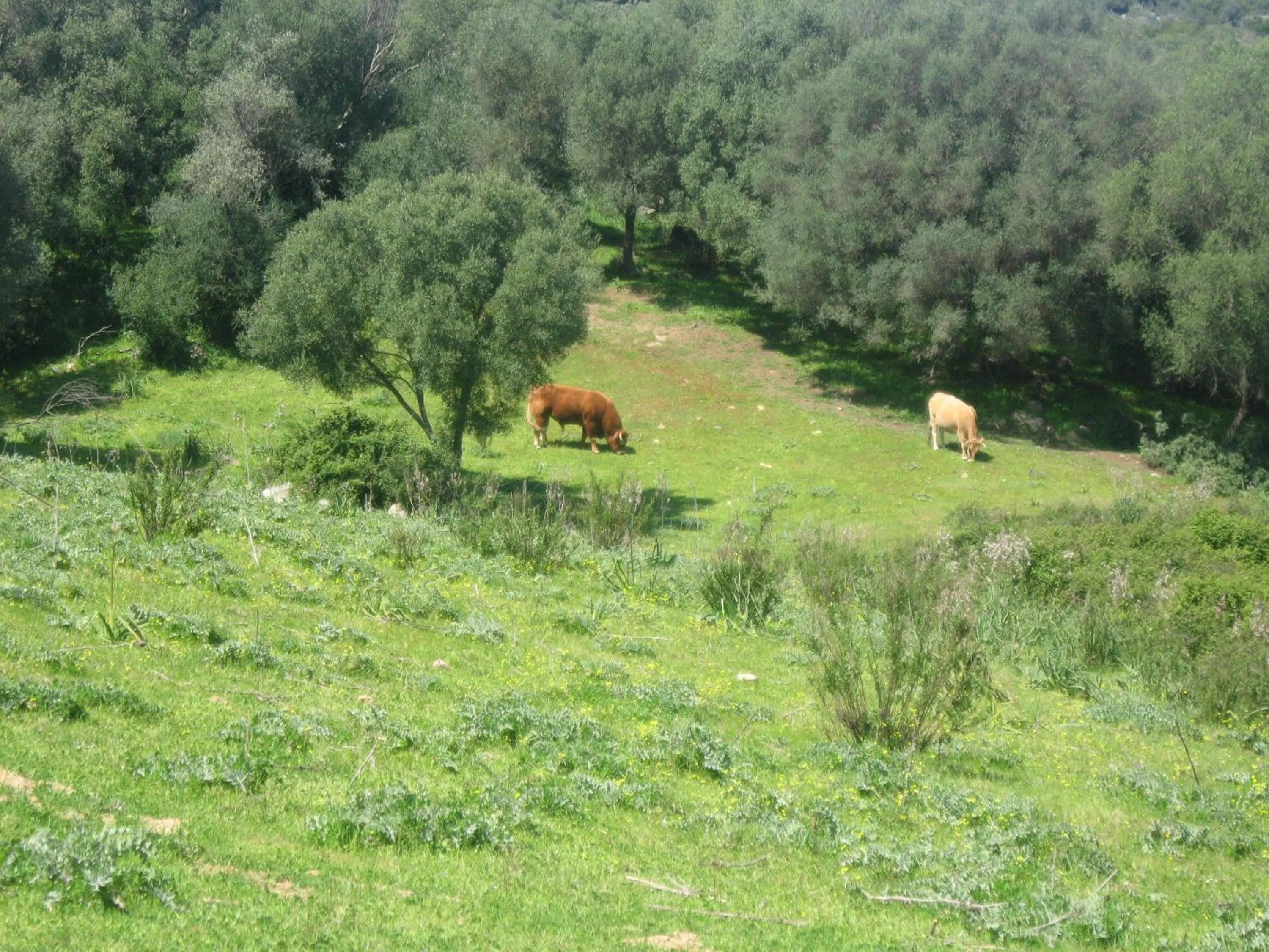 Animals in Il Vecchio Ginepro