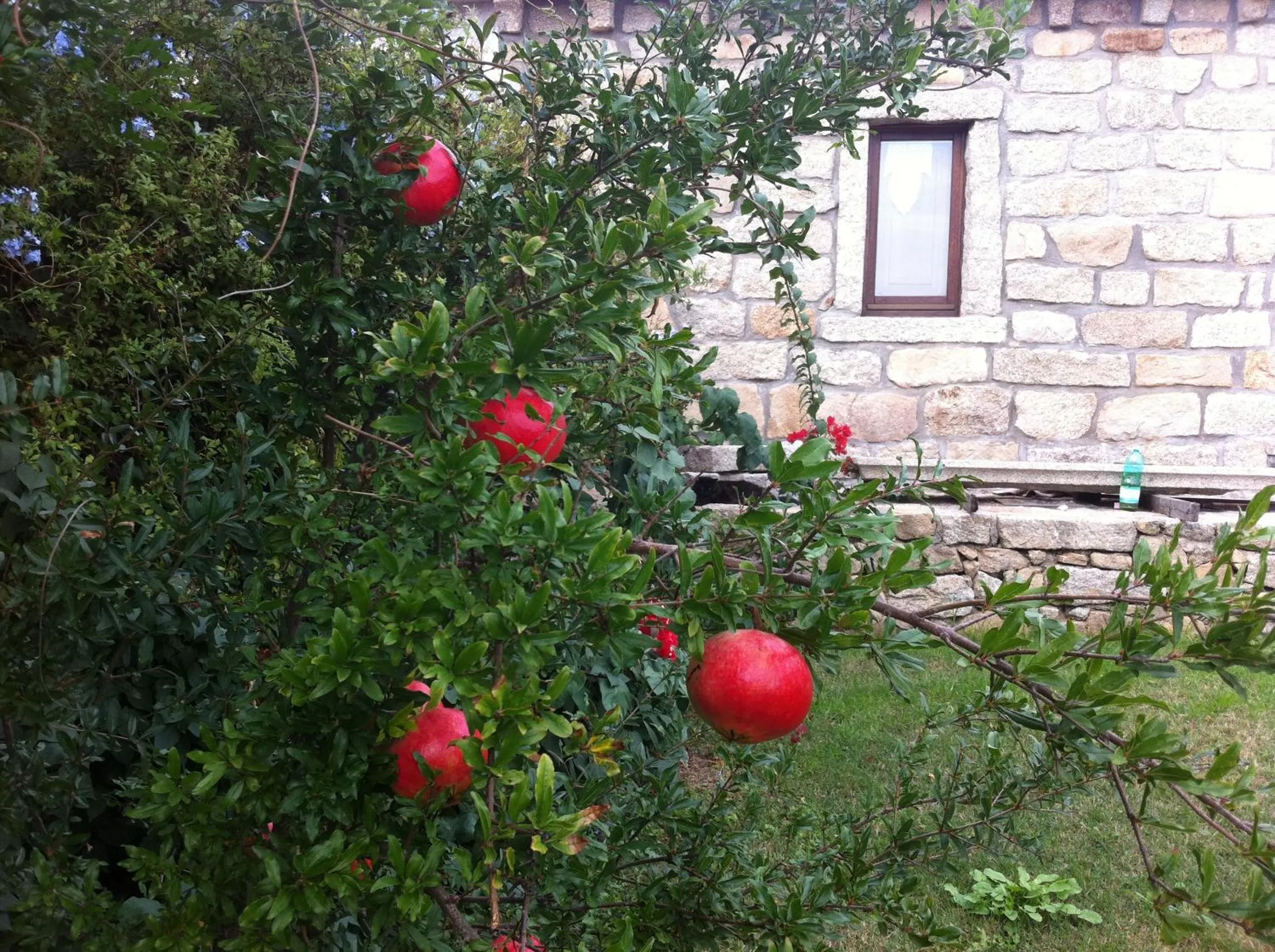 Garden in Il Vecchio Ginepro