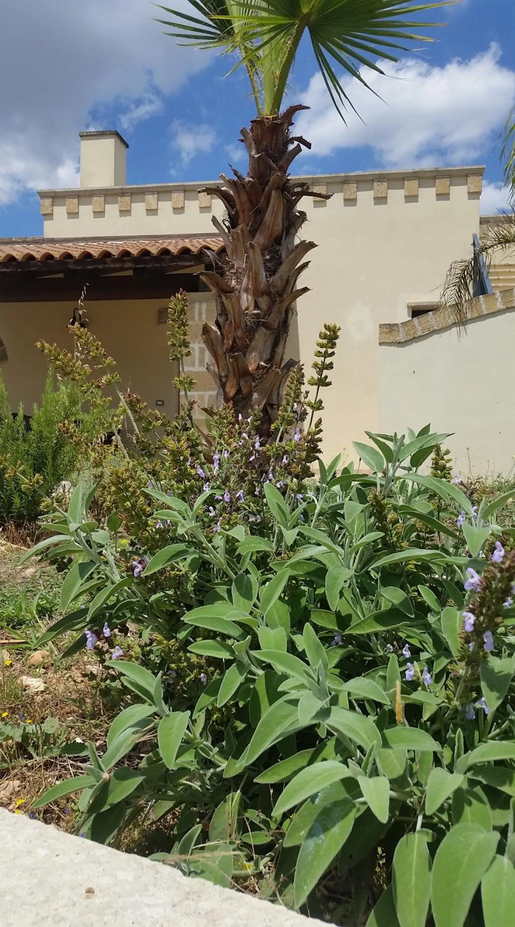Garden view in La palma vacanze
