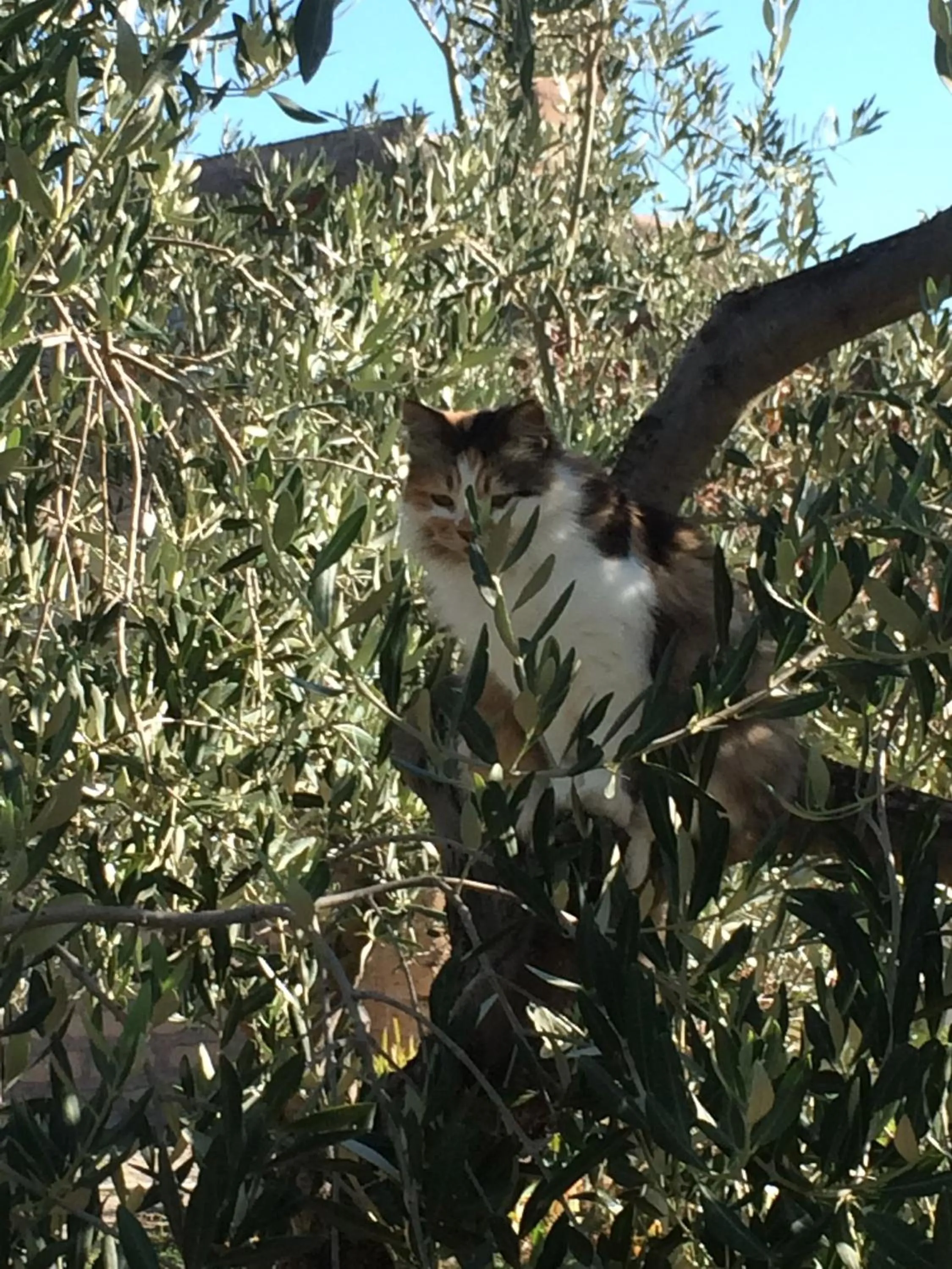 Pets in Casetta Tartuchino