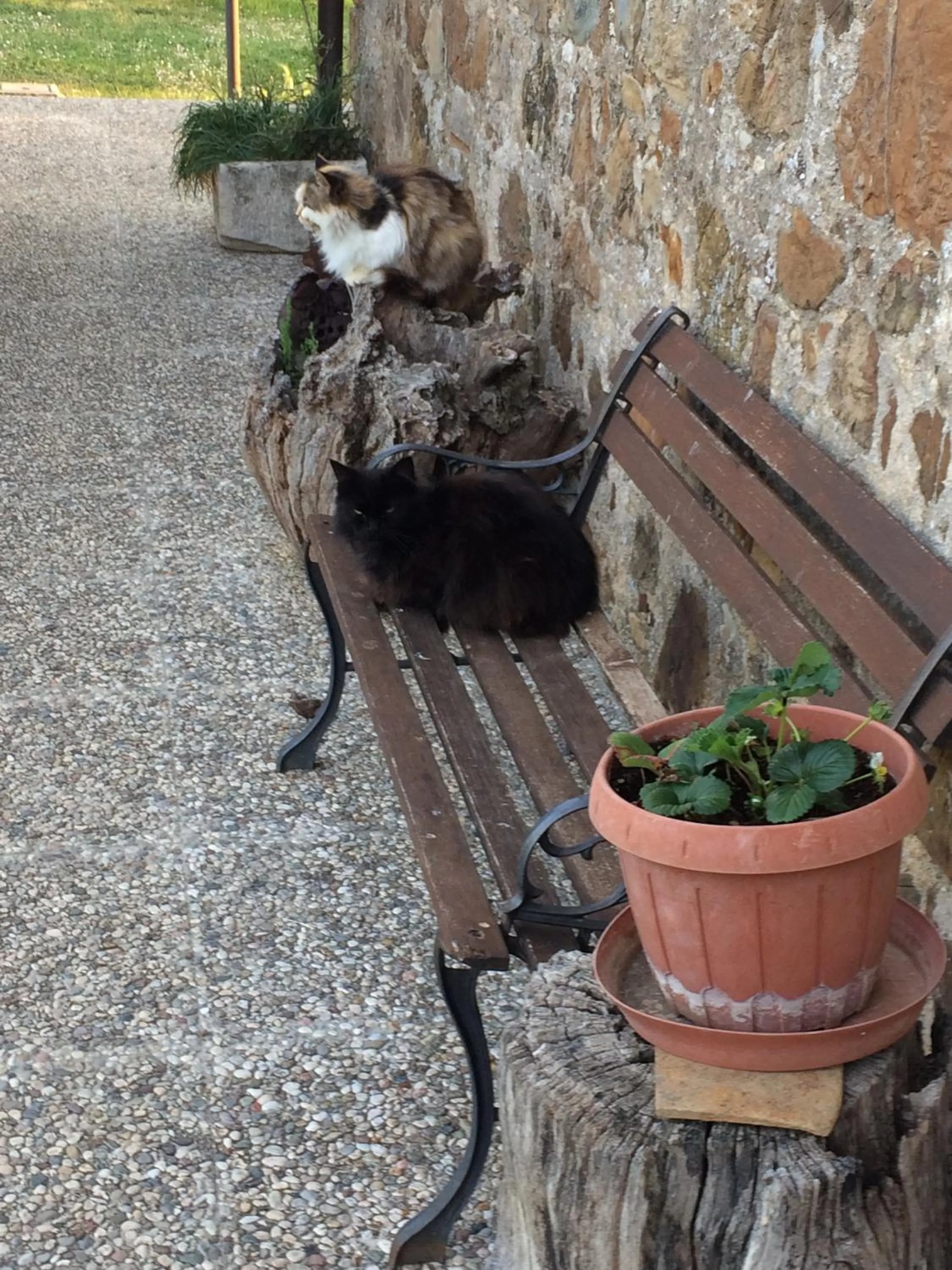 Pets in Casetta Tartuchino