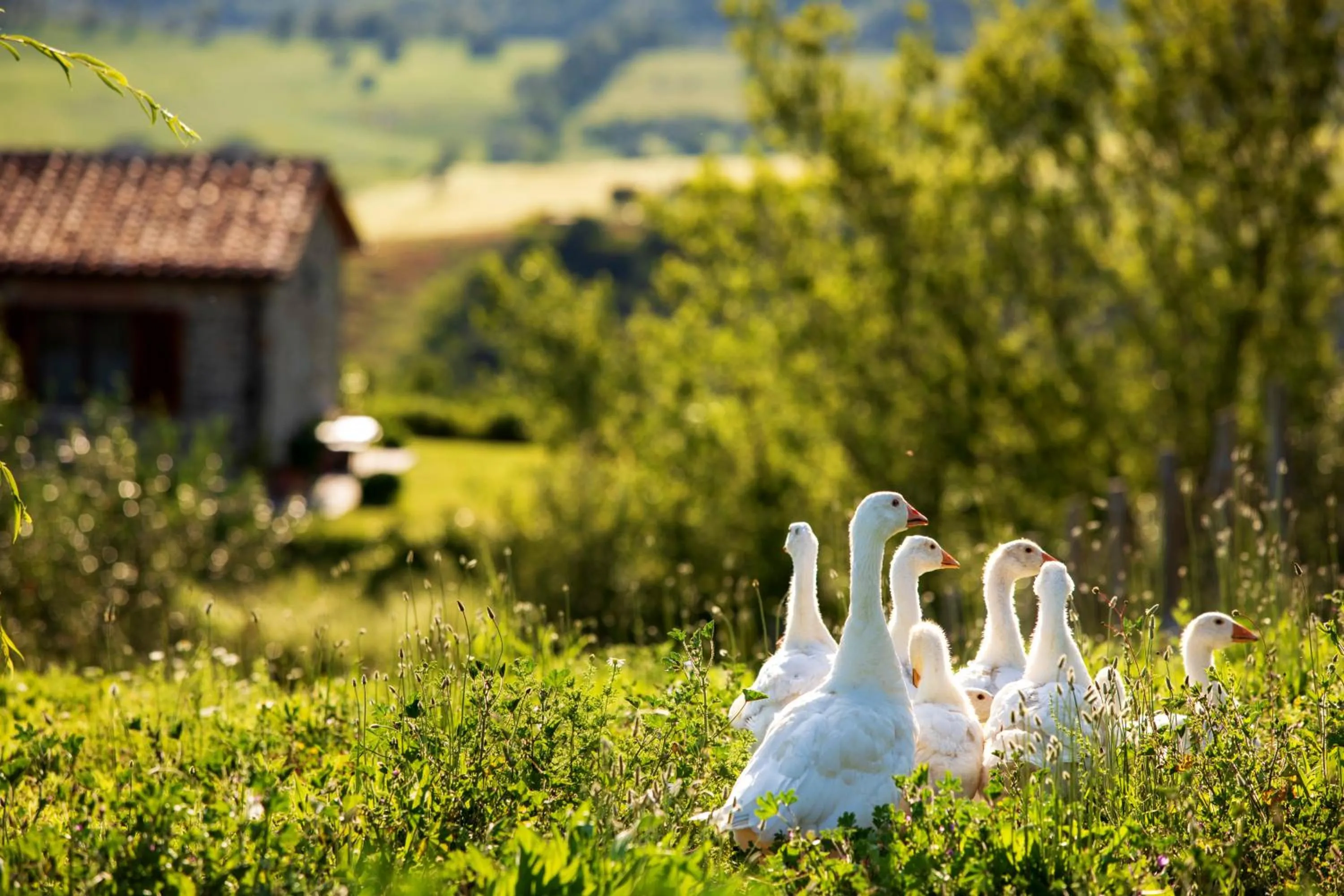 Pets in Casetta Tartuchino