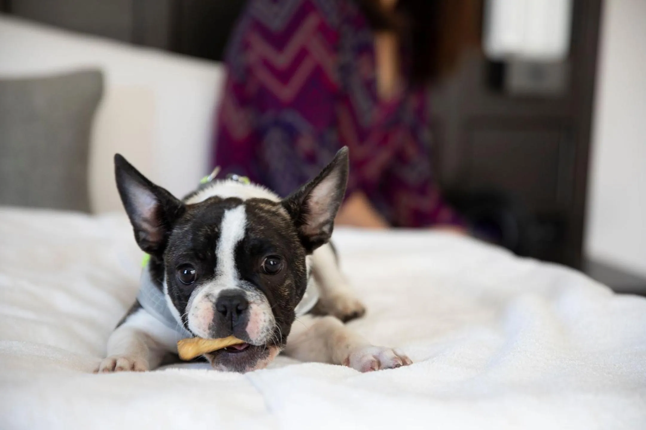 Pets in The Clift Royal Sonesta San Francisco