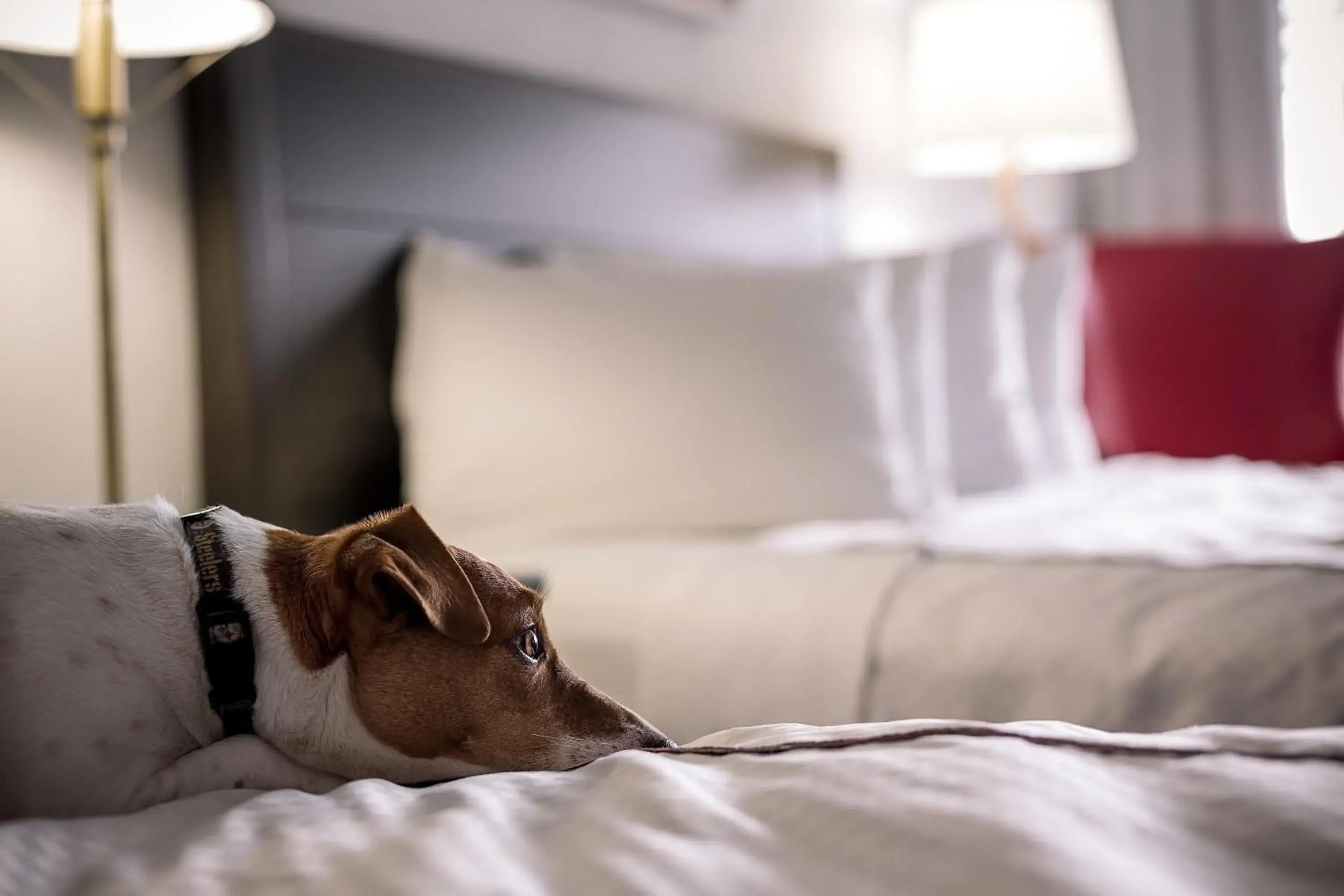 Bed in Capitol Hill Hotel Bed in Capitol Hill Hotel