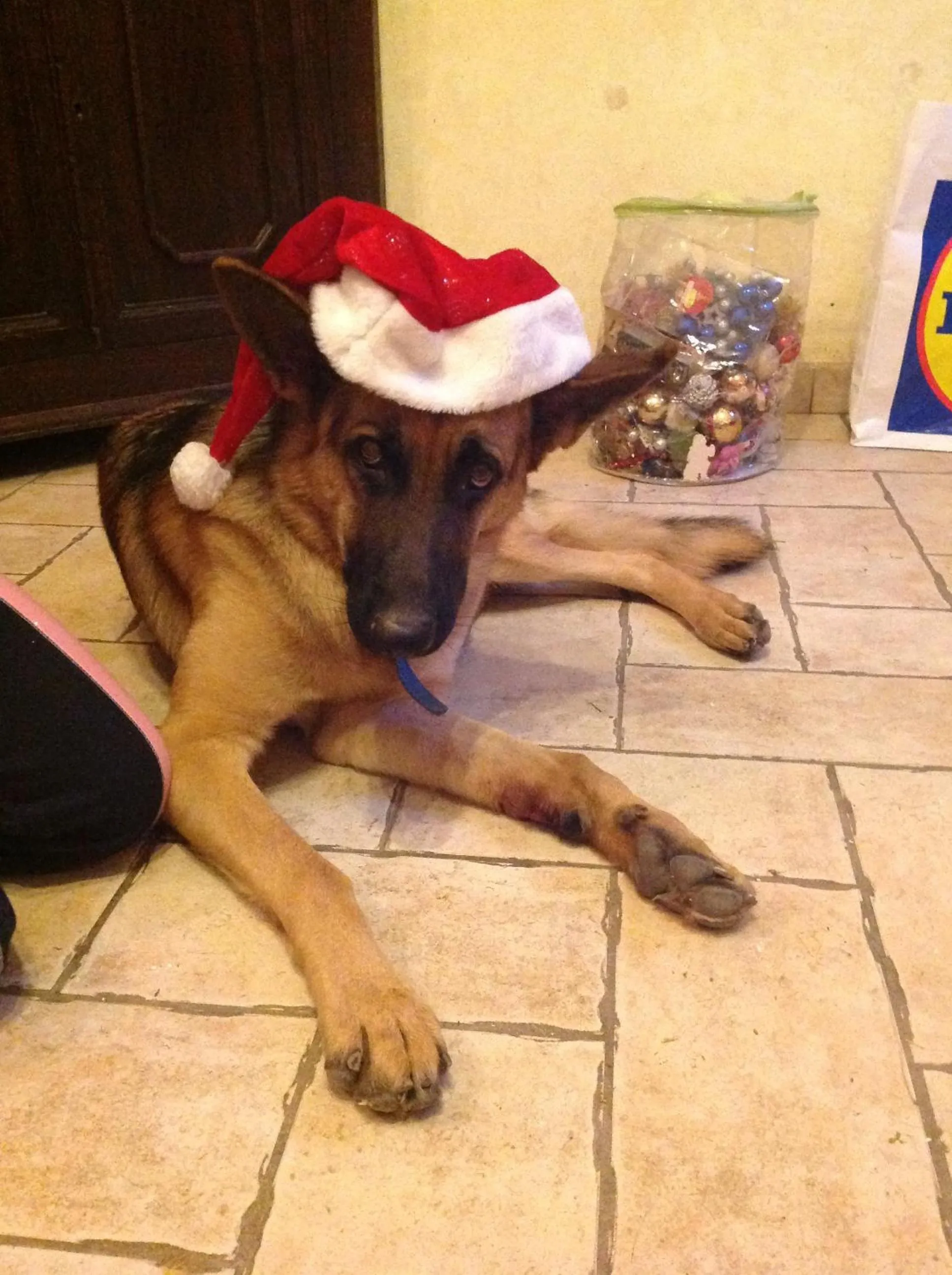 Pets in B&B Ciliegio Felice