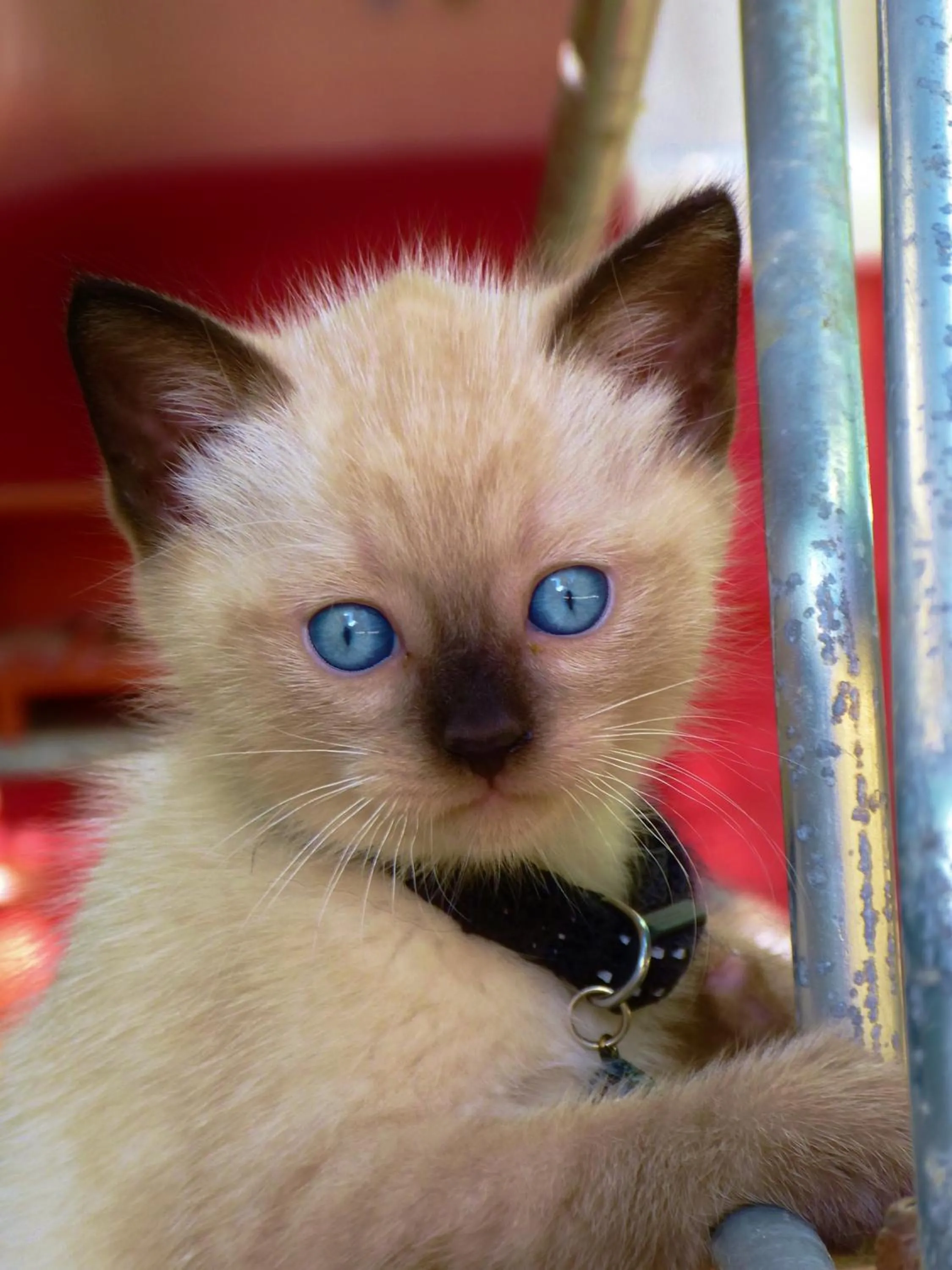 Pets in Case Vacanza Torre Lupa