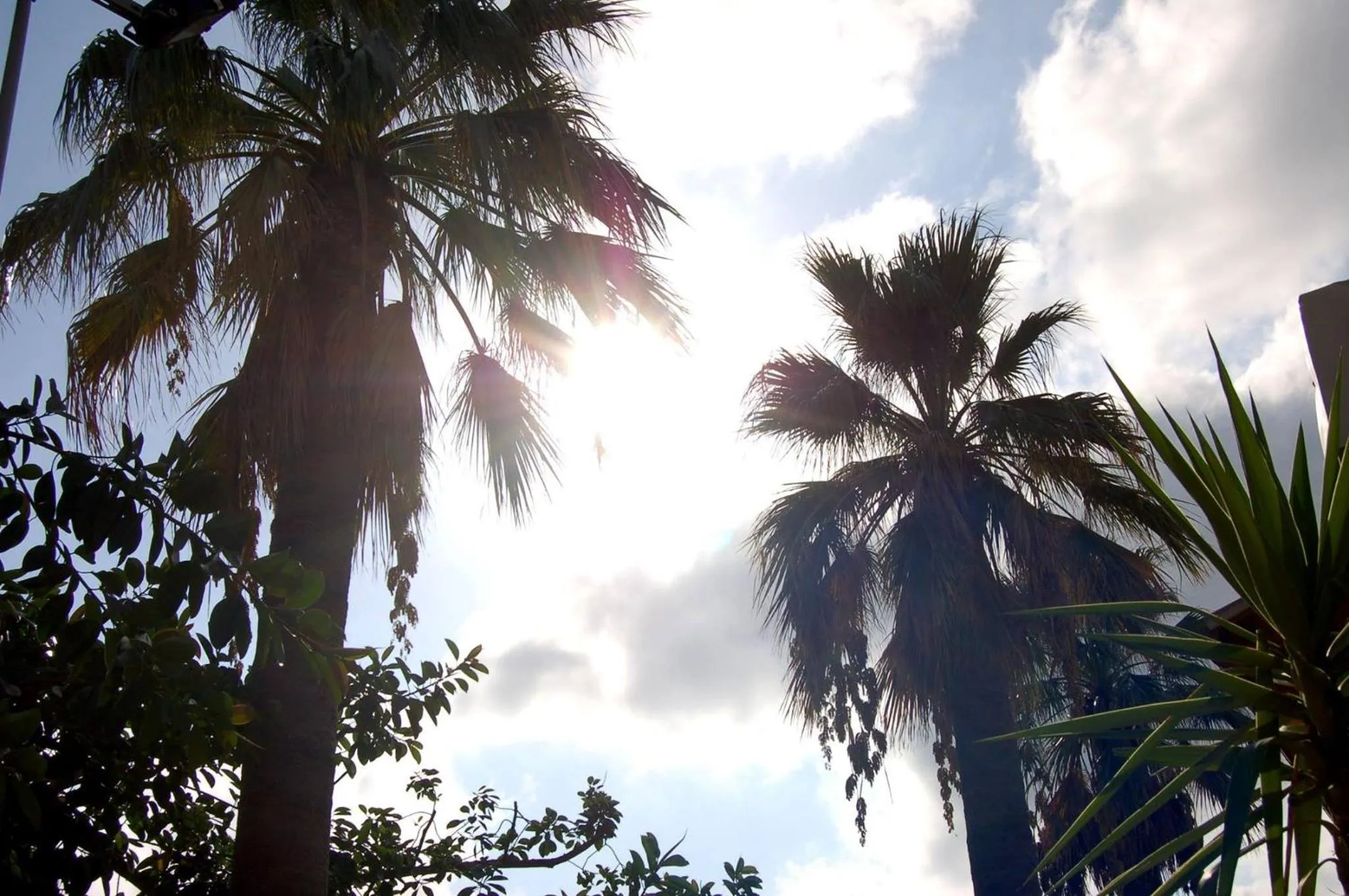 Garden in Il Giardino Del Sole