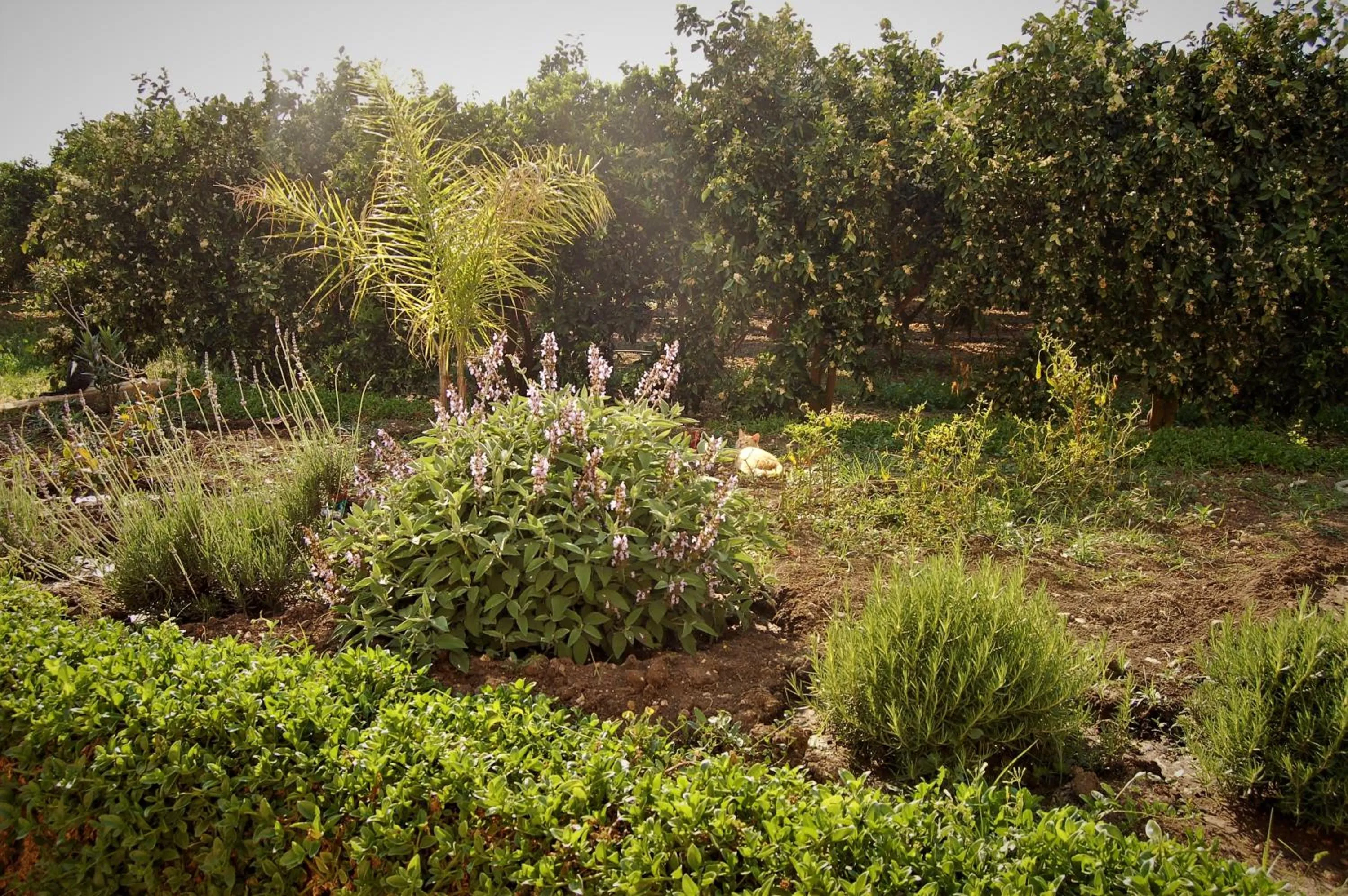 Garden in Il Giardino Del Sole