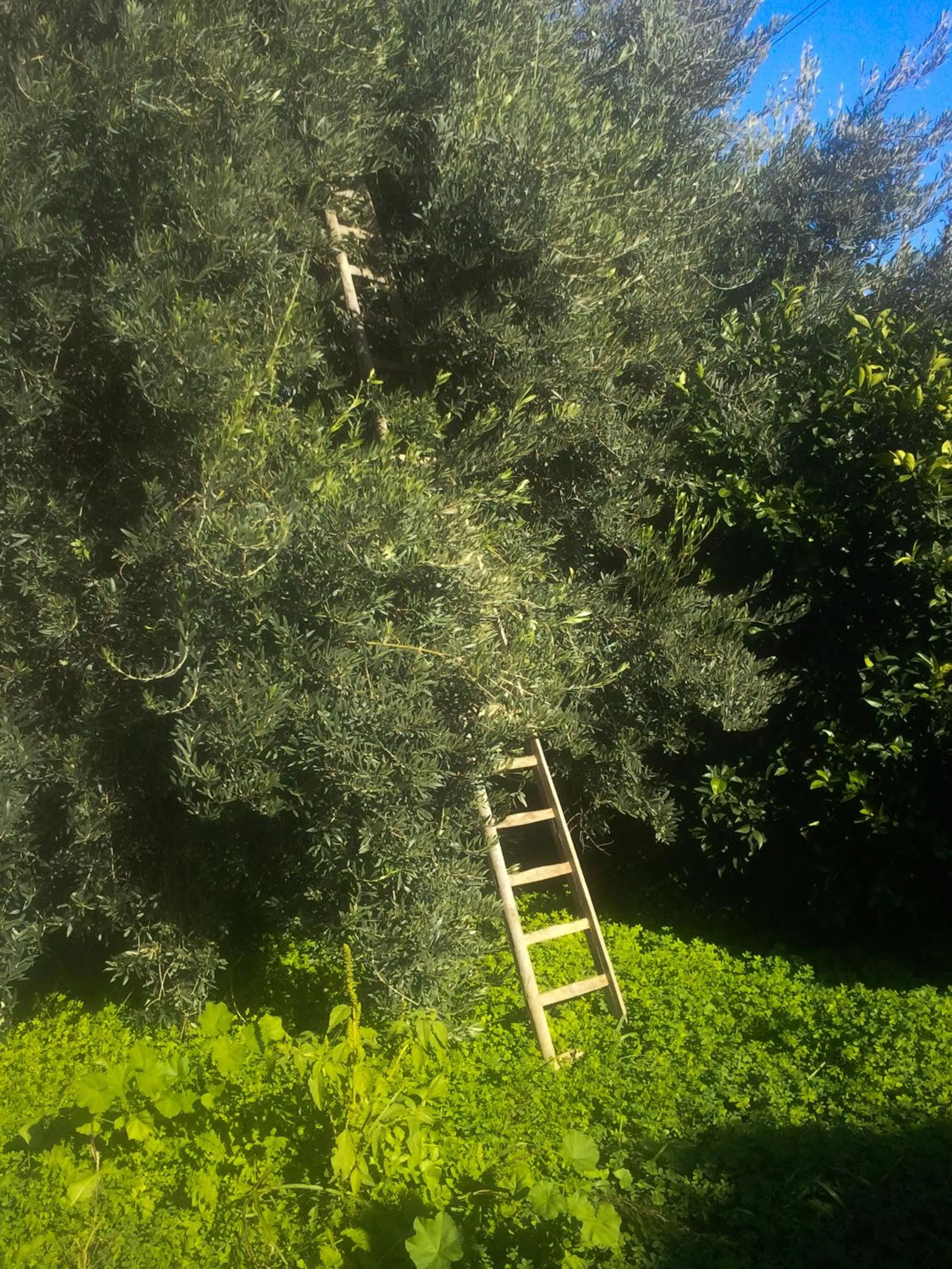 Garden in Il Giardino Del Sole