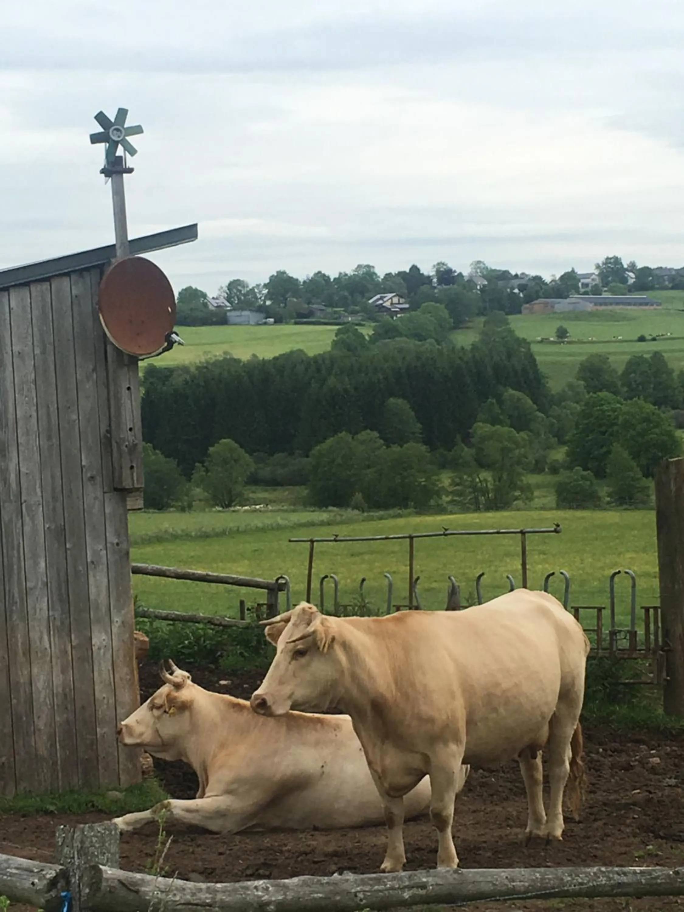 Animals in PAULIS Vakantiehuis