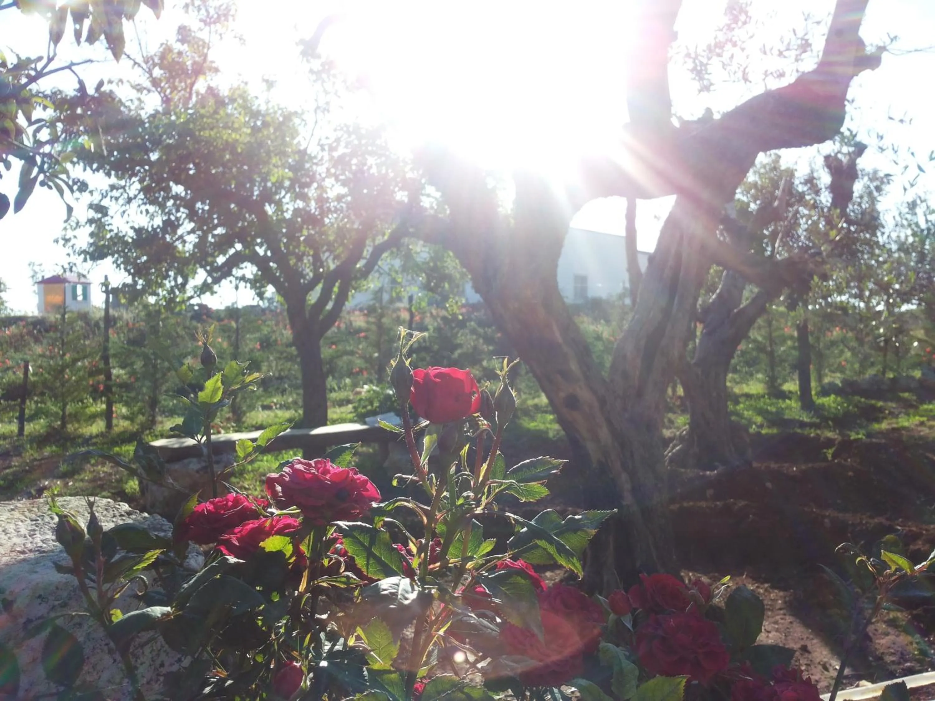 Facade/entrance in La Casa Del Nonno