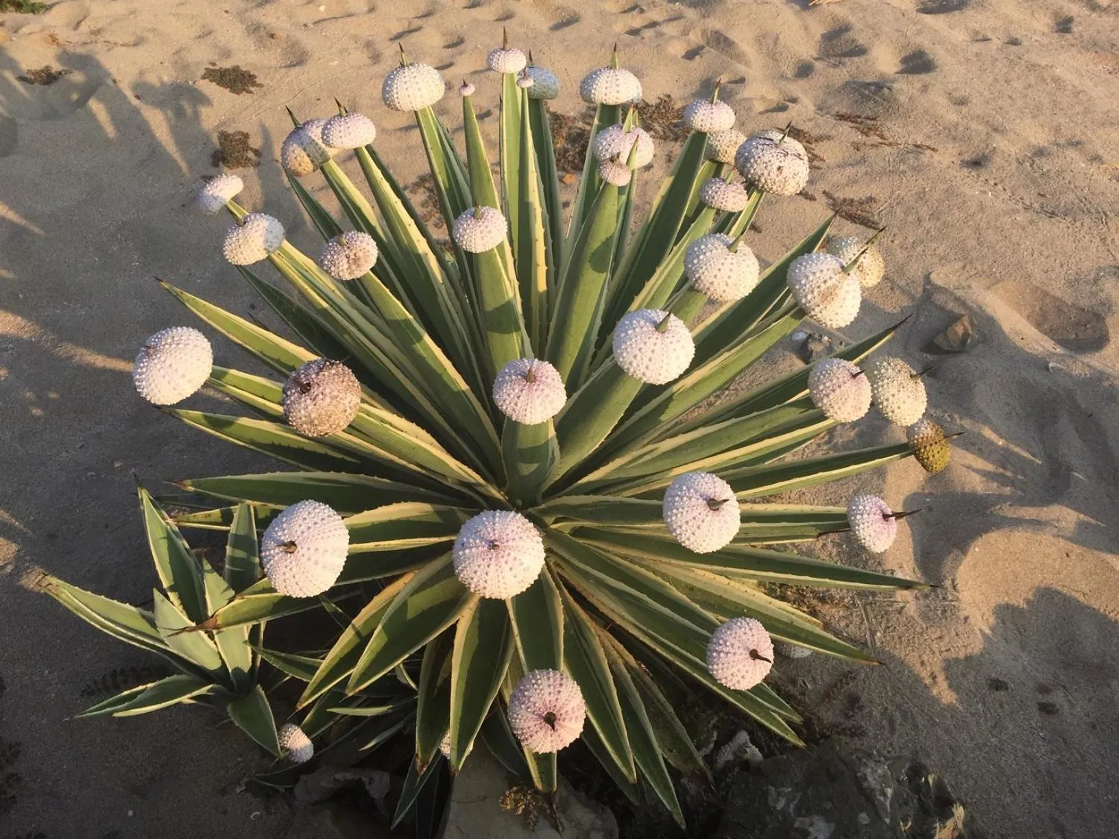 Natural landscape in Casa de la Costa