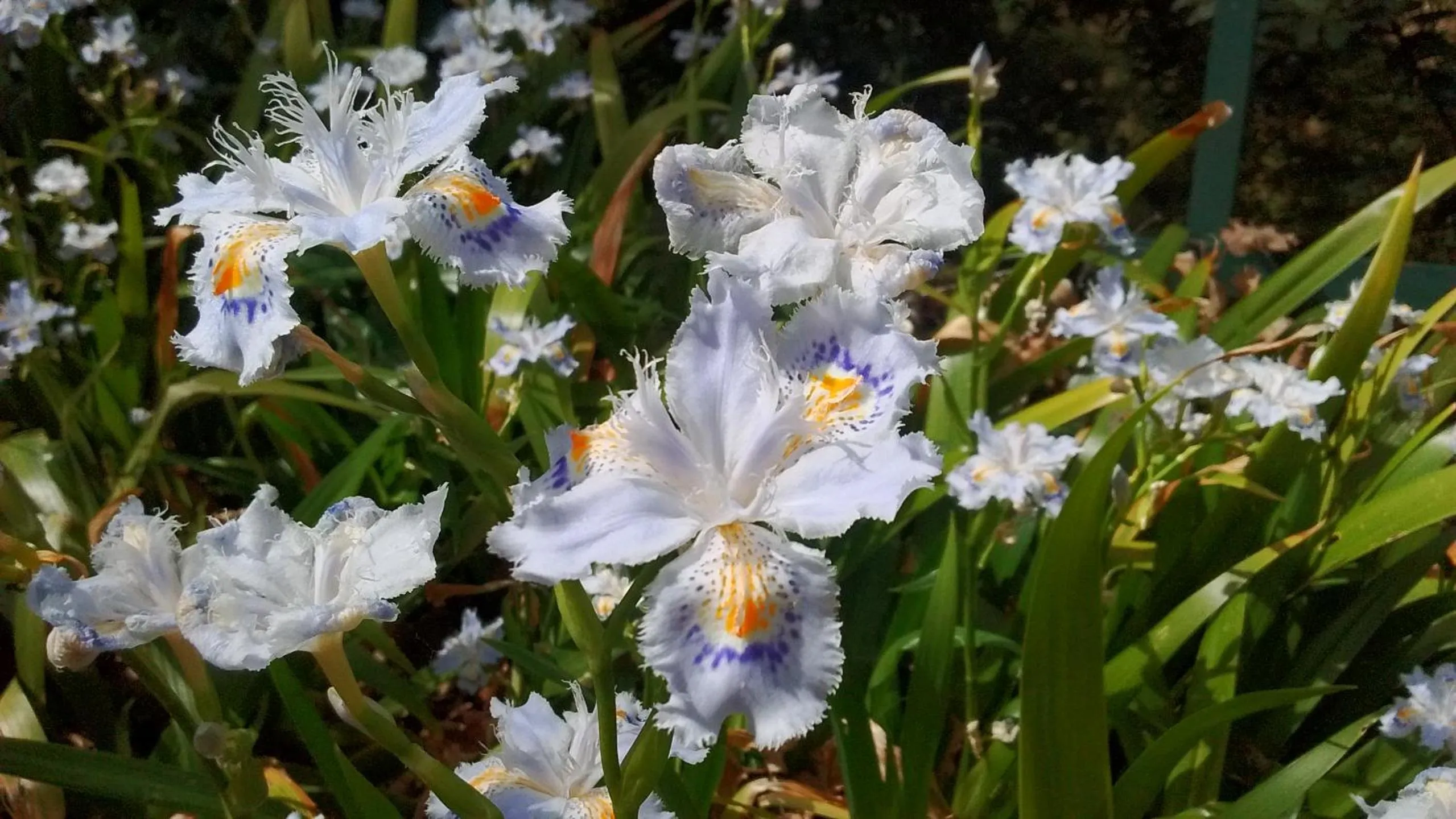 Garden view in Il Querceto