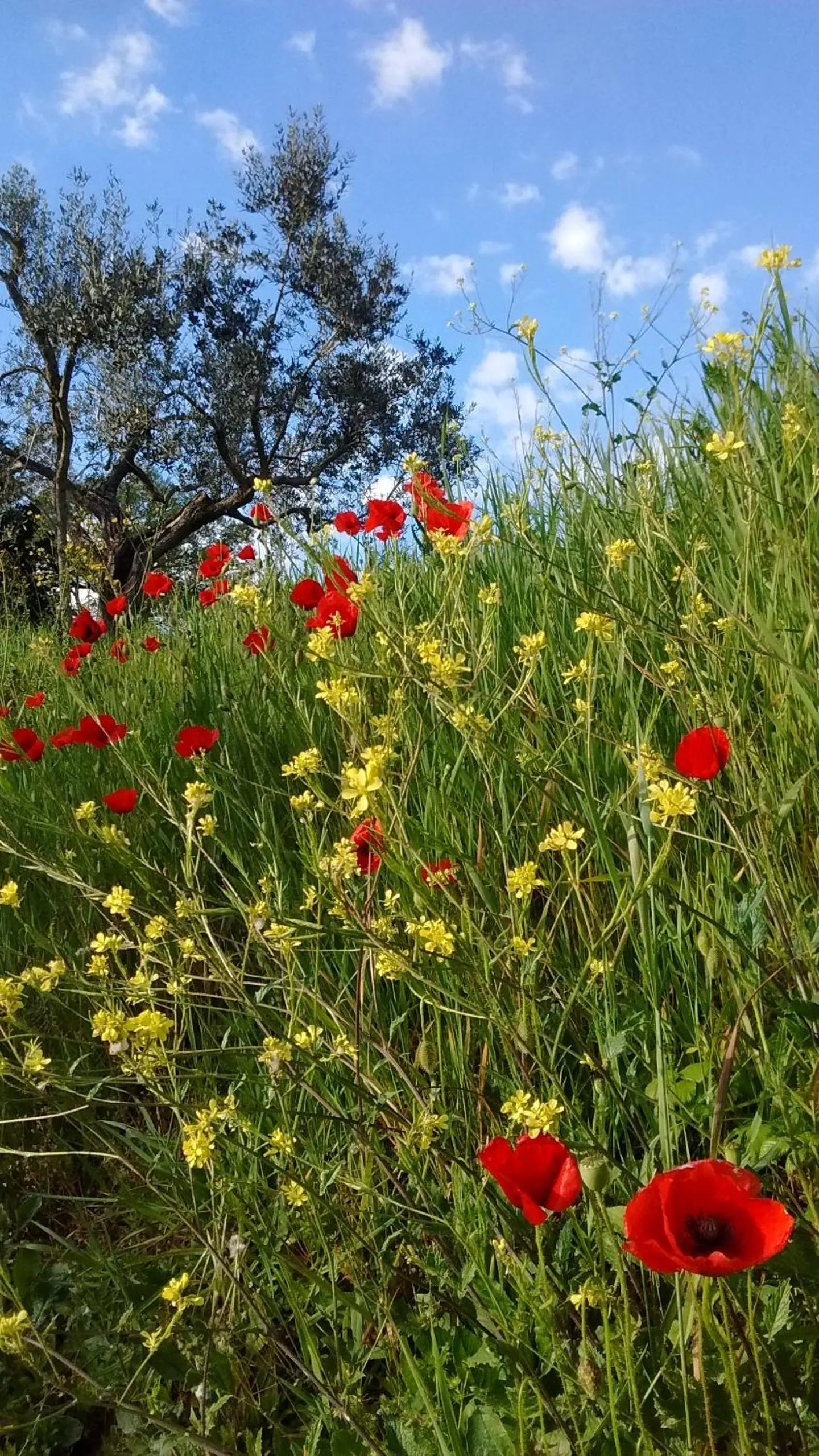 Hiking in Il Querceto