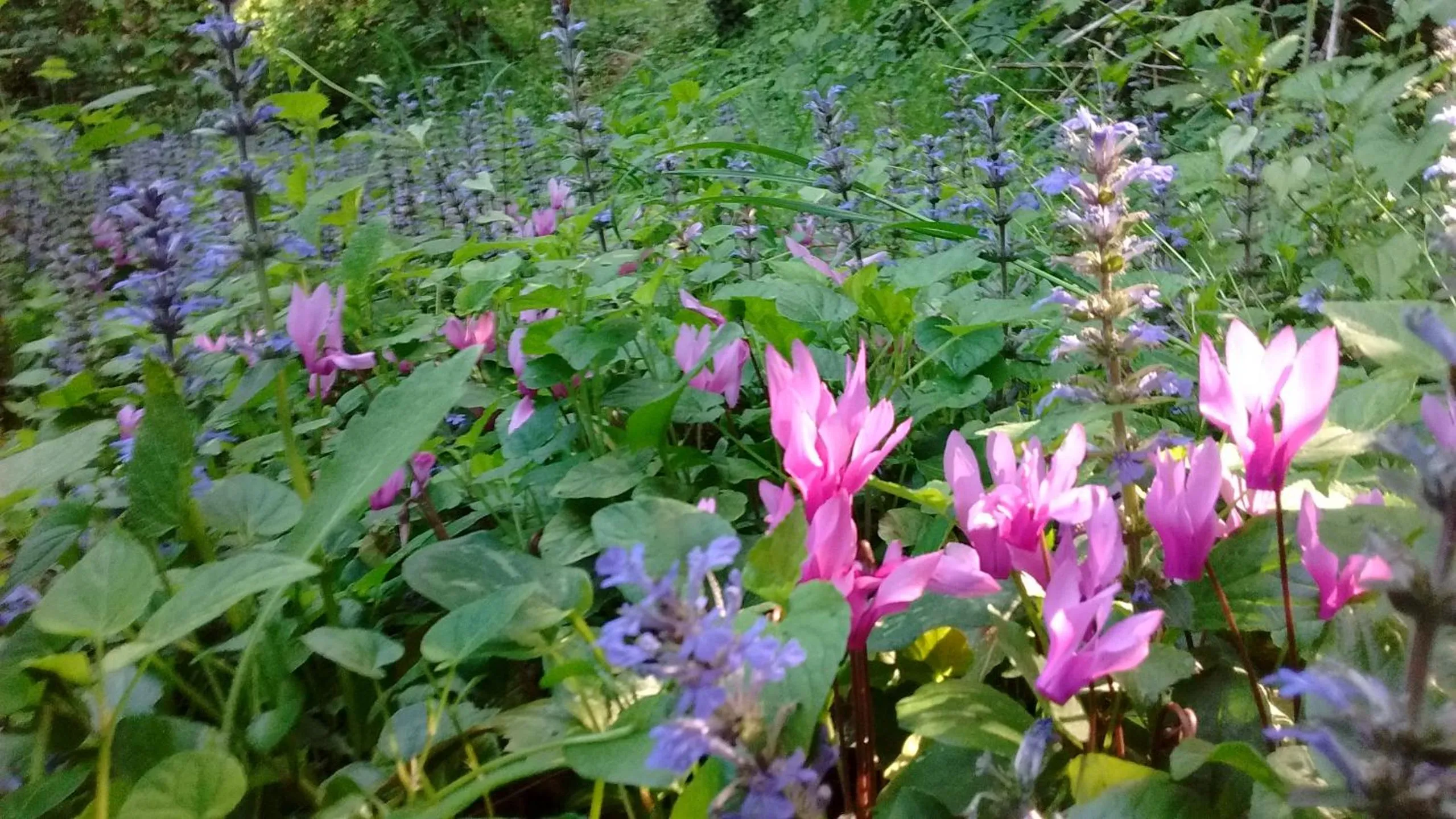 Garden view in Il Querceto