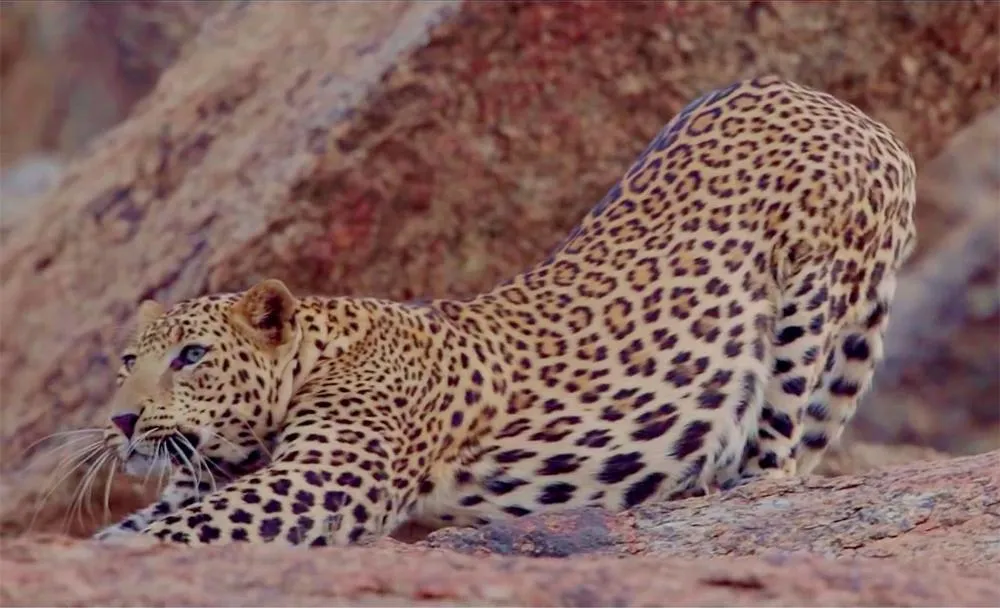 Activities in Thour Nature Resorts - Jawai Leopard Safari Camp
