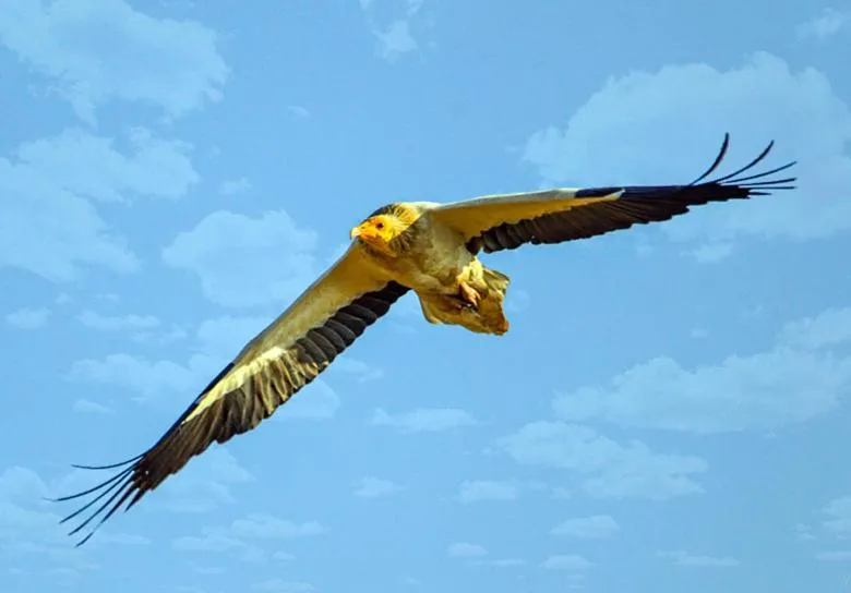 Bird's eye view in Thour Nature Resorts - Jawai Leopard Safari Camp