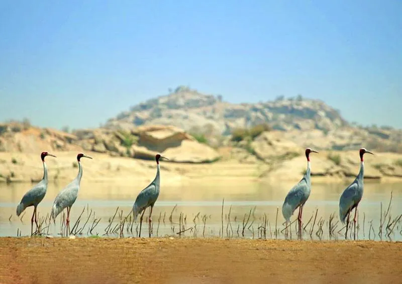 Bird's eye view in Thour Nature Resorts - Jawai Leopard Safari Camp