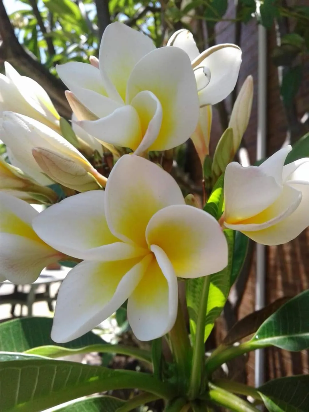 Garden in La Baronessa B&B