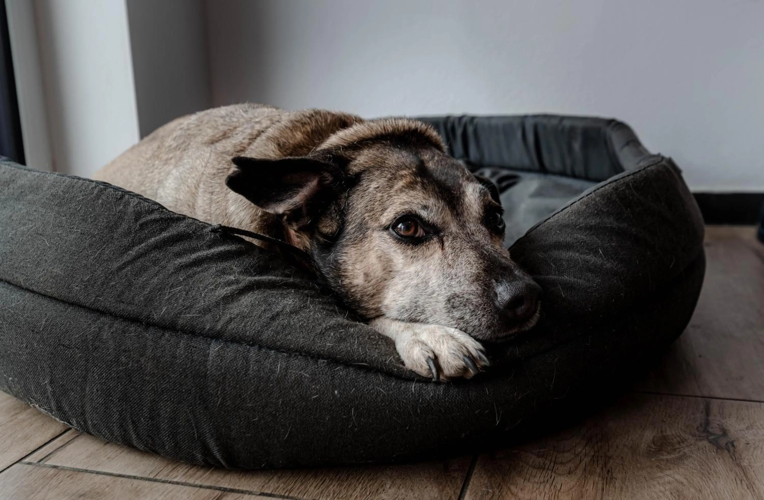 Staff in Willa ŻeglarSki