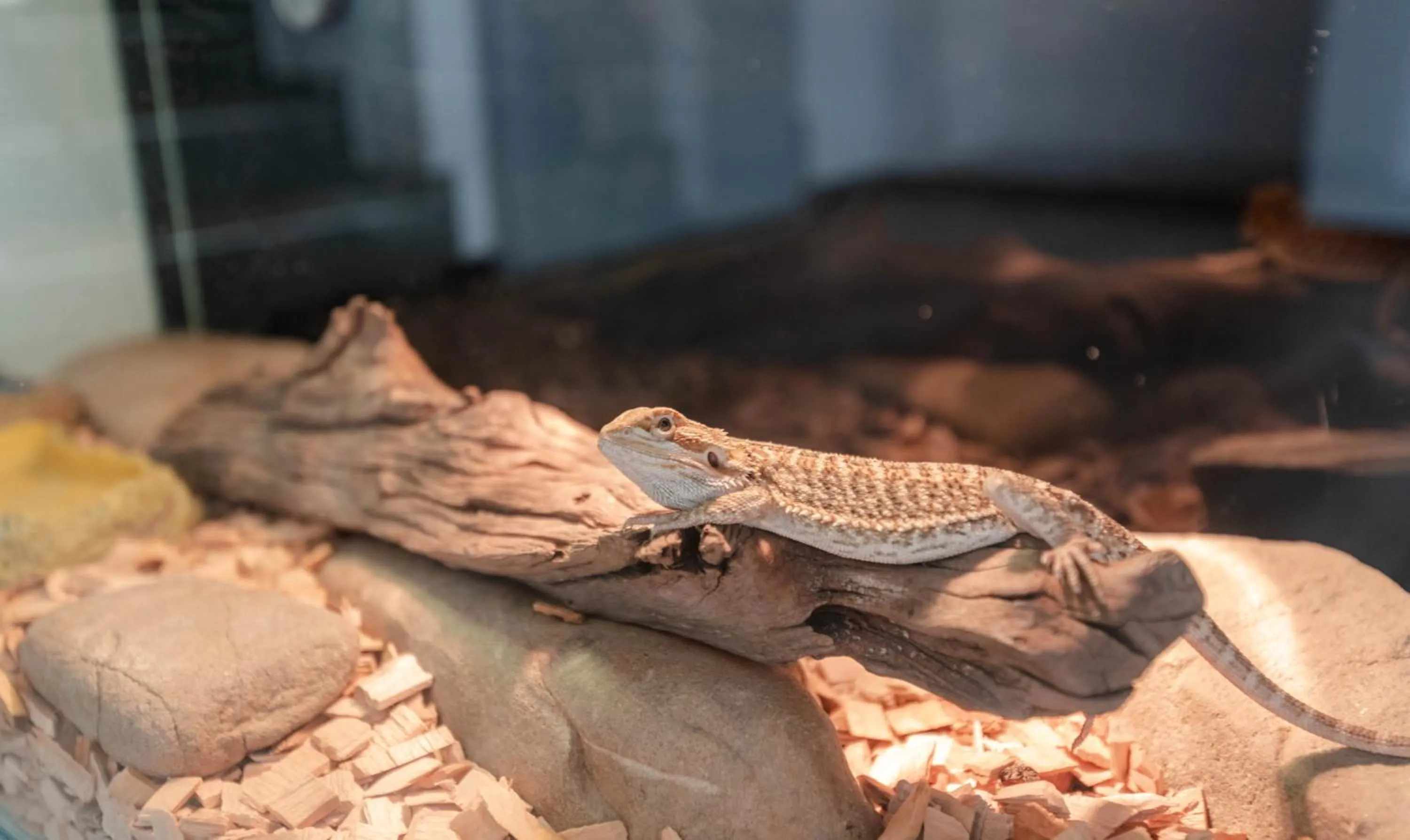 Staff in Willa ŻeglarSki