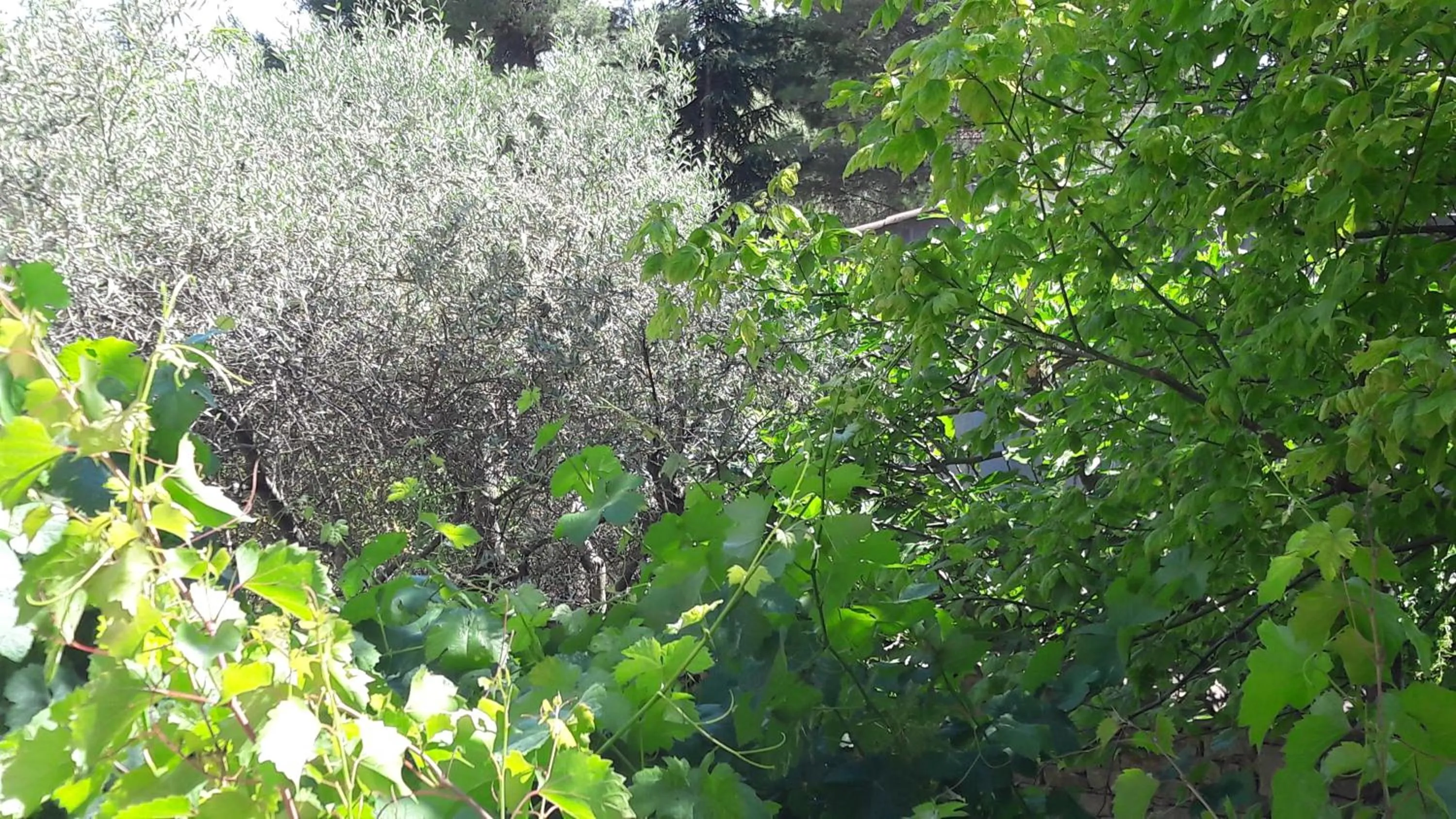 Garden view in Bastide Sainte Agnès