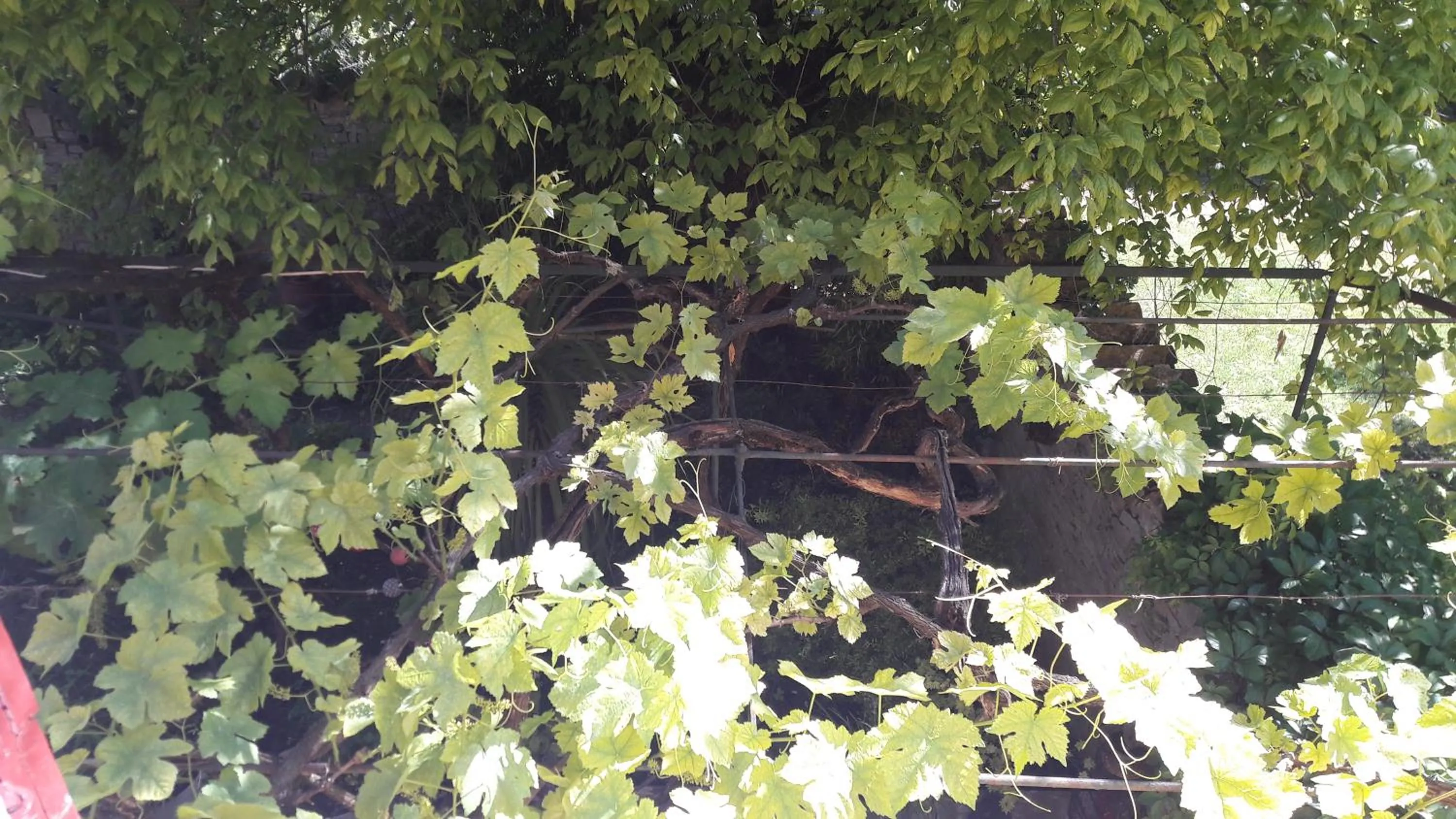 Garden view in Bastide Sainte Agnès