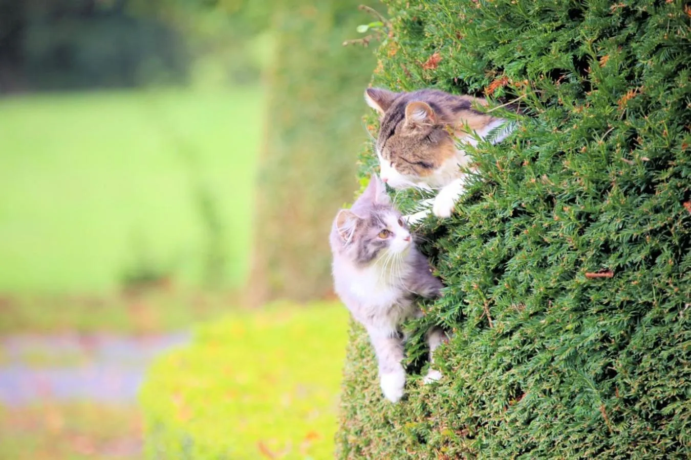 Pets in Château du Bû