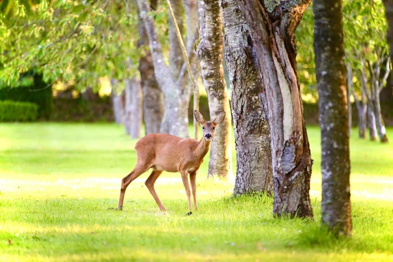 Spring in Château du Bû