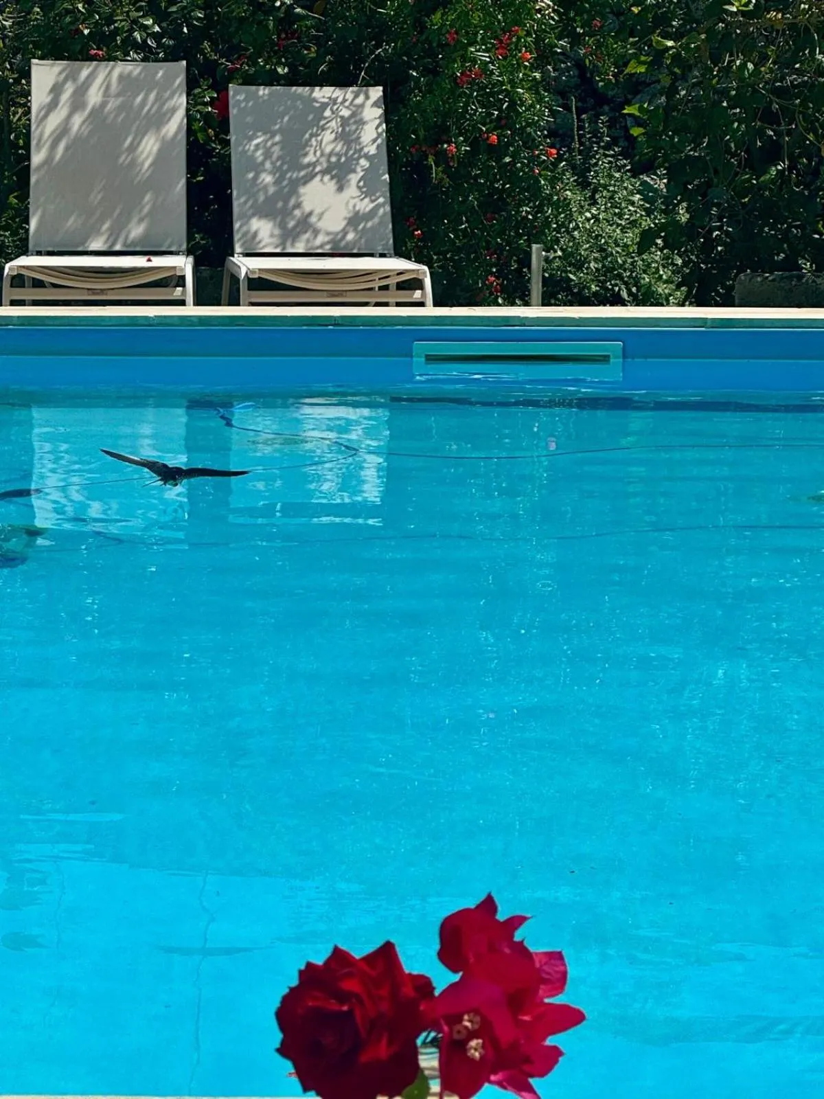 Swimming pool in B&B Don Alessandro