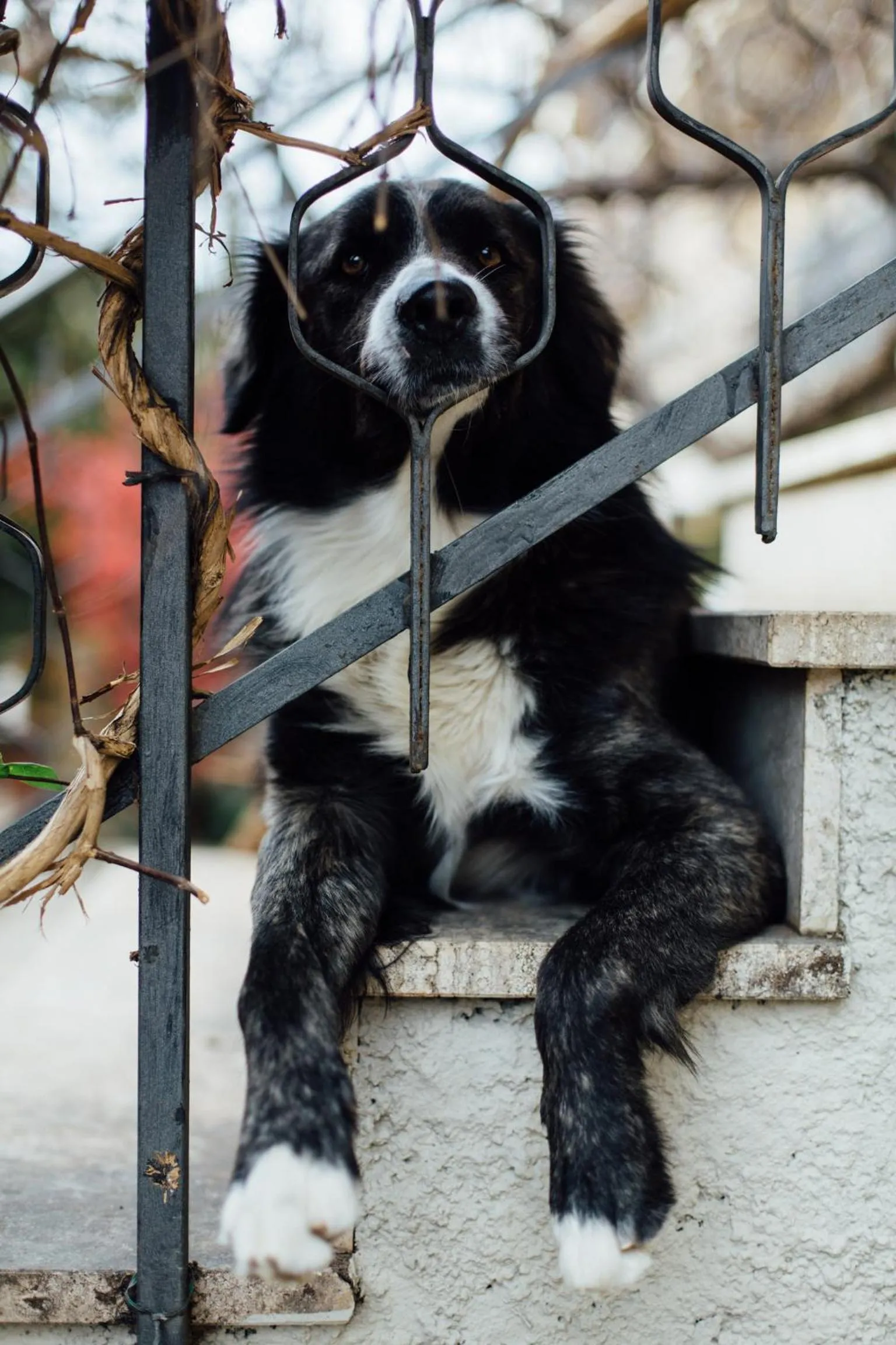 Garden in Hotel Cala Di Forno