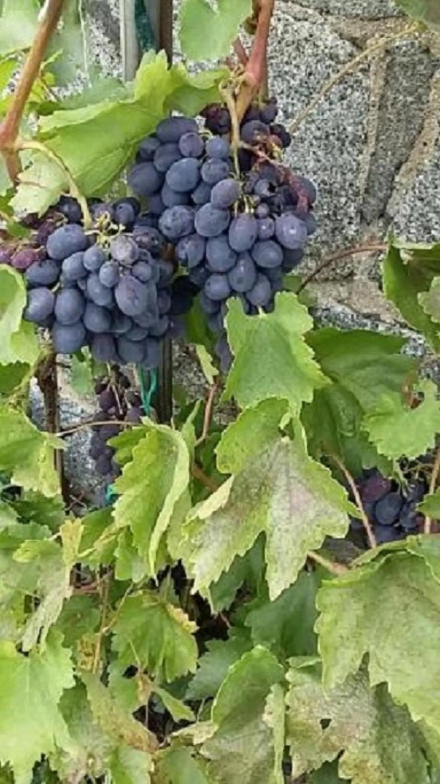 Garden in Genesungsort Landhaus Dammert