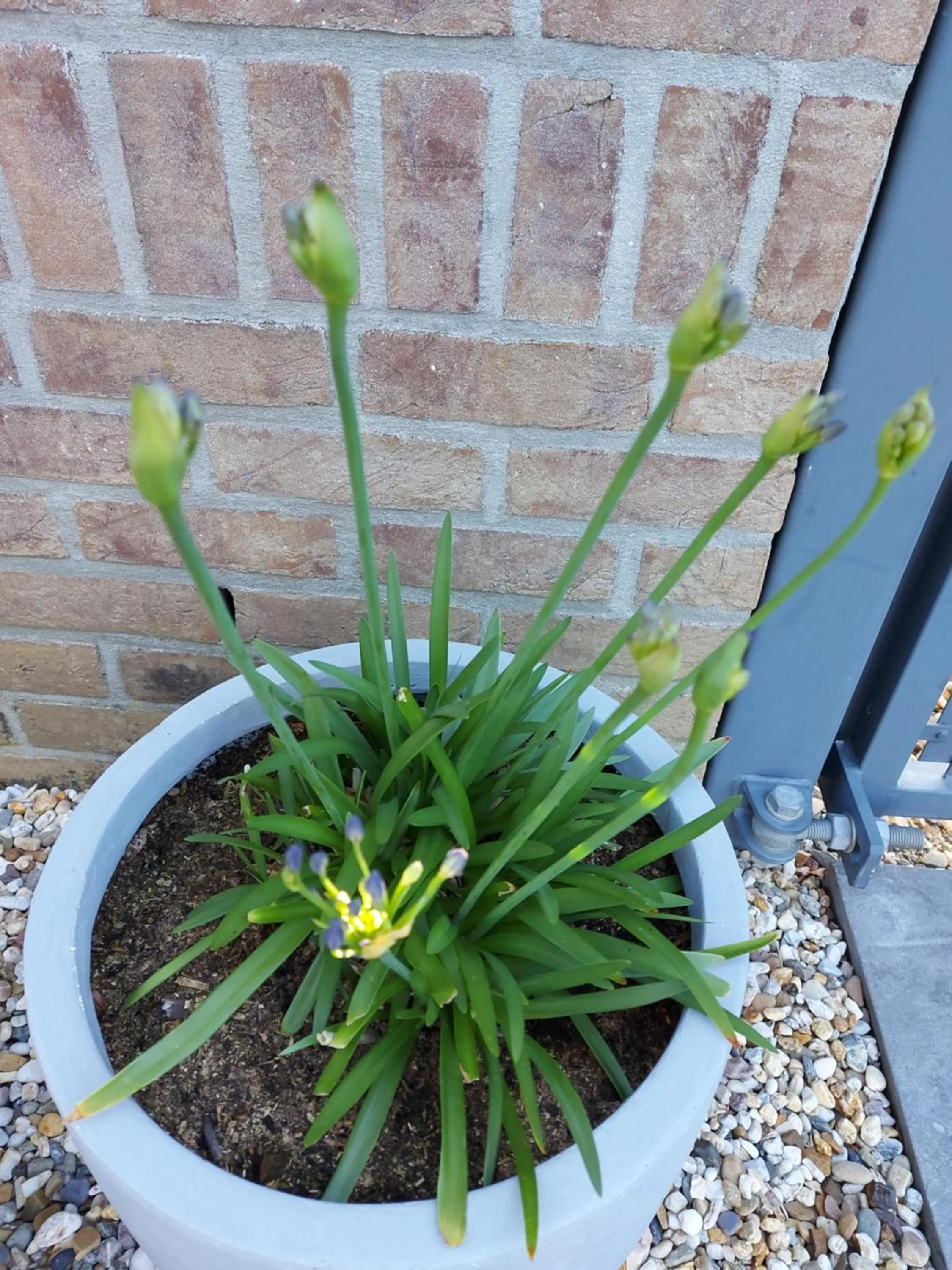 Garden in B&B La Vita Verde
