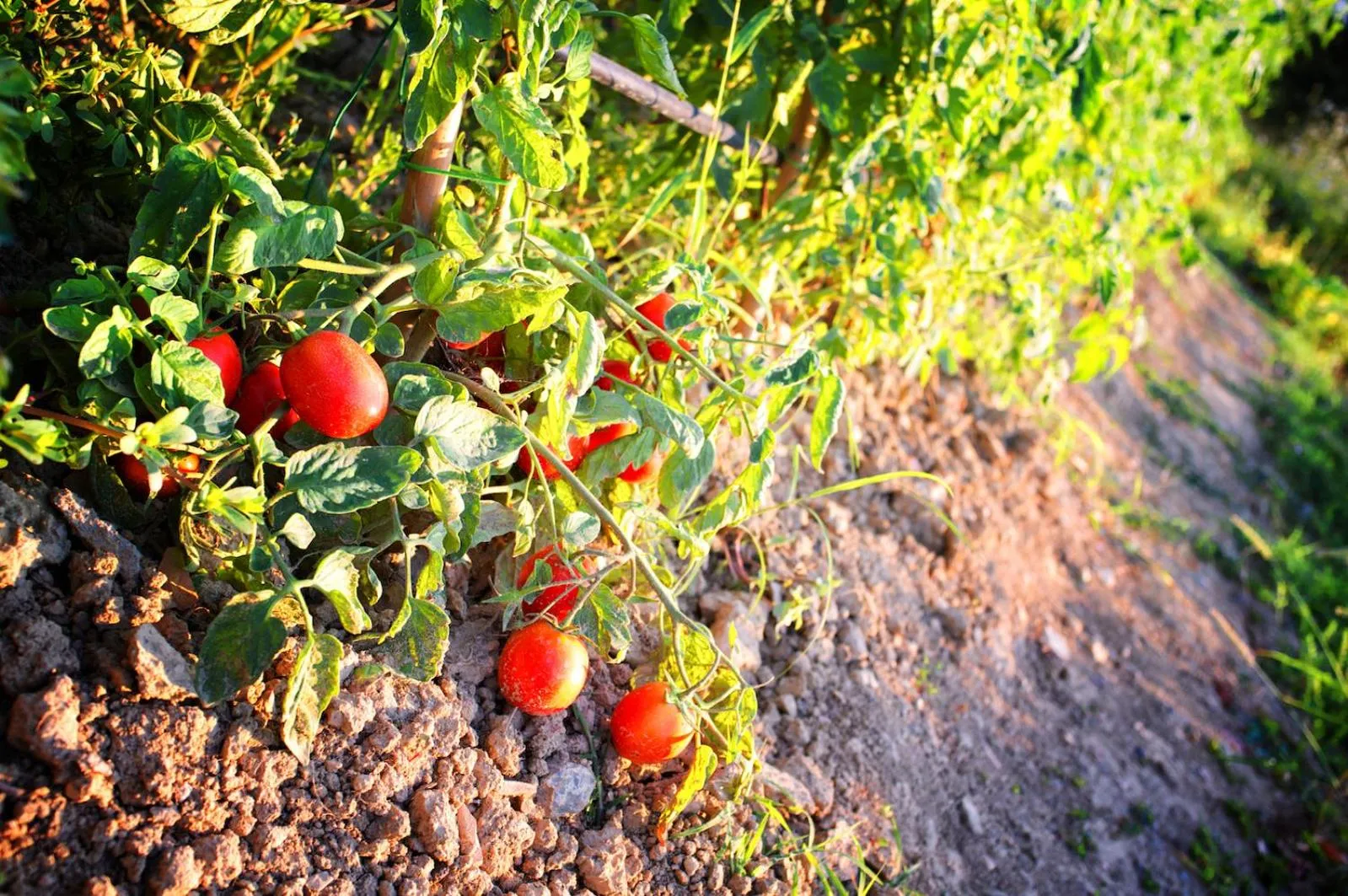 Natural landscape in Tenuta La Santissima