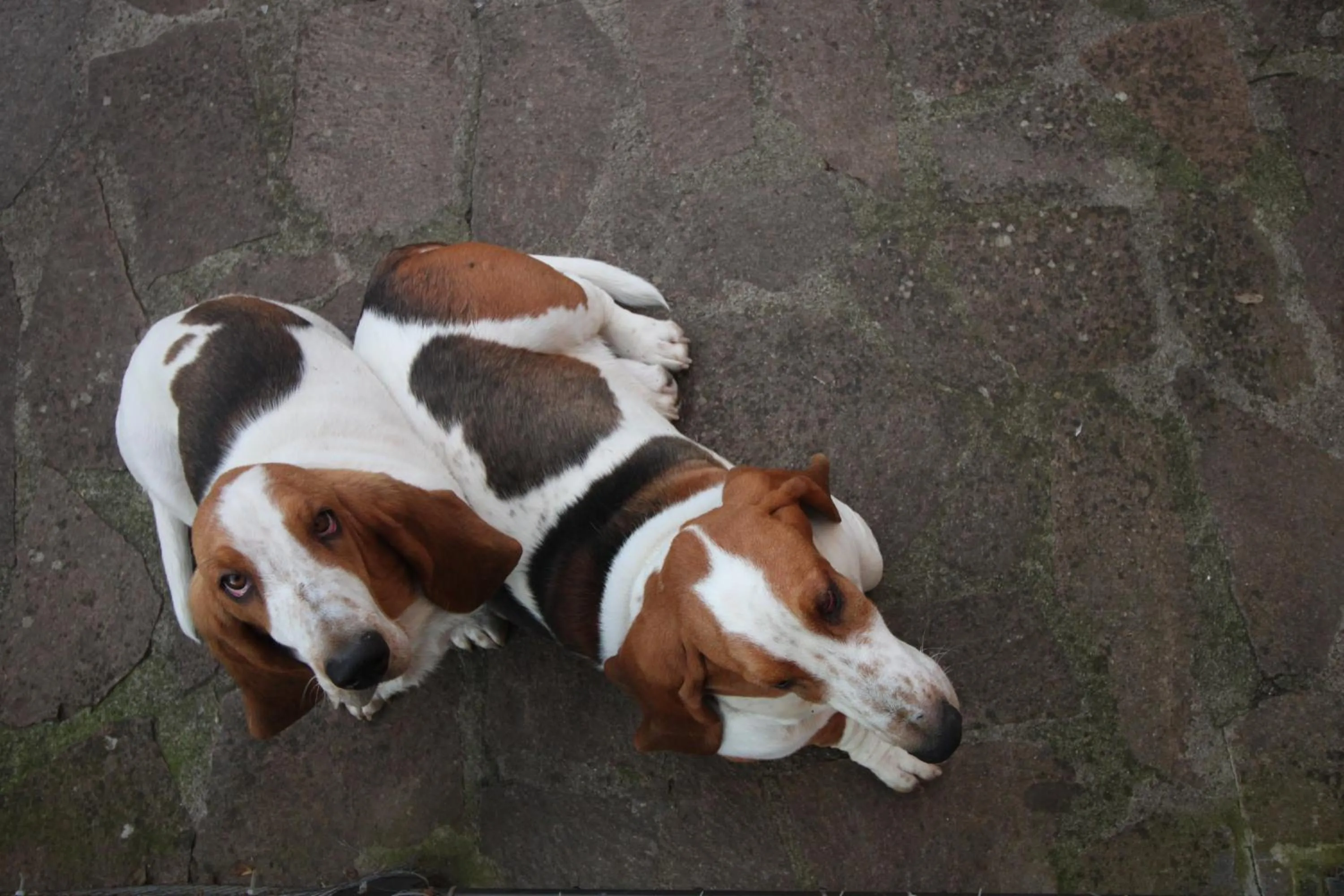 Animals in Tenuta La Santissima