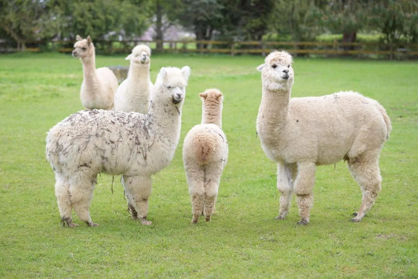 Animals in English Cherry Tree Manor