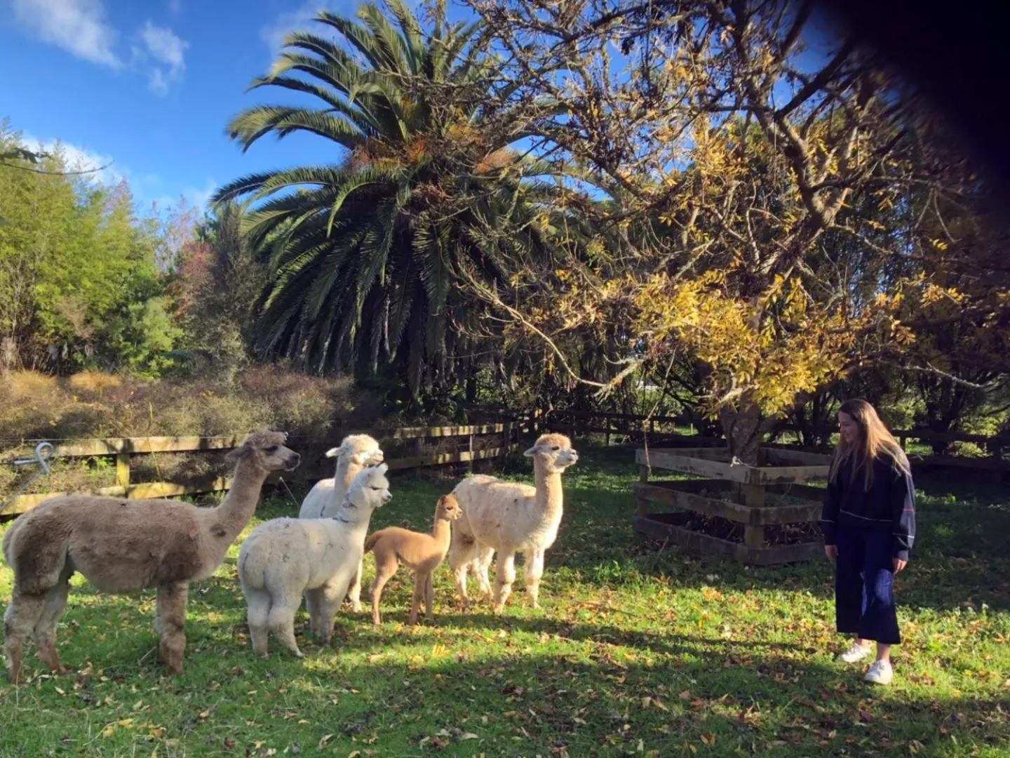 Animals in English Cherry Tree Manor