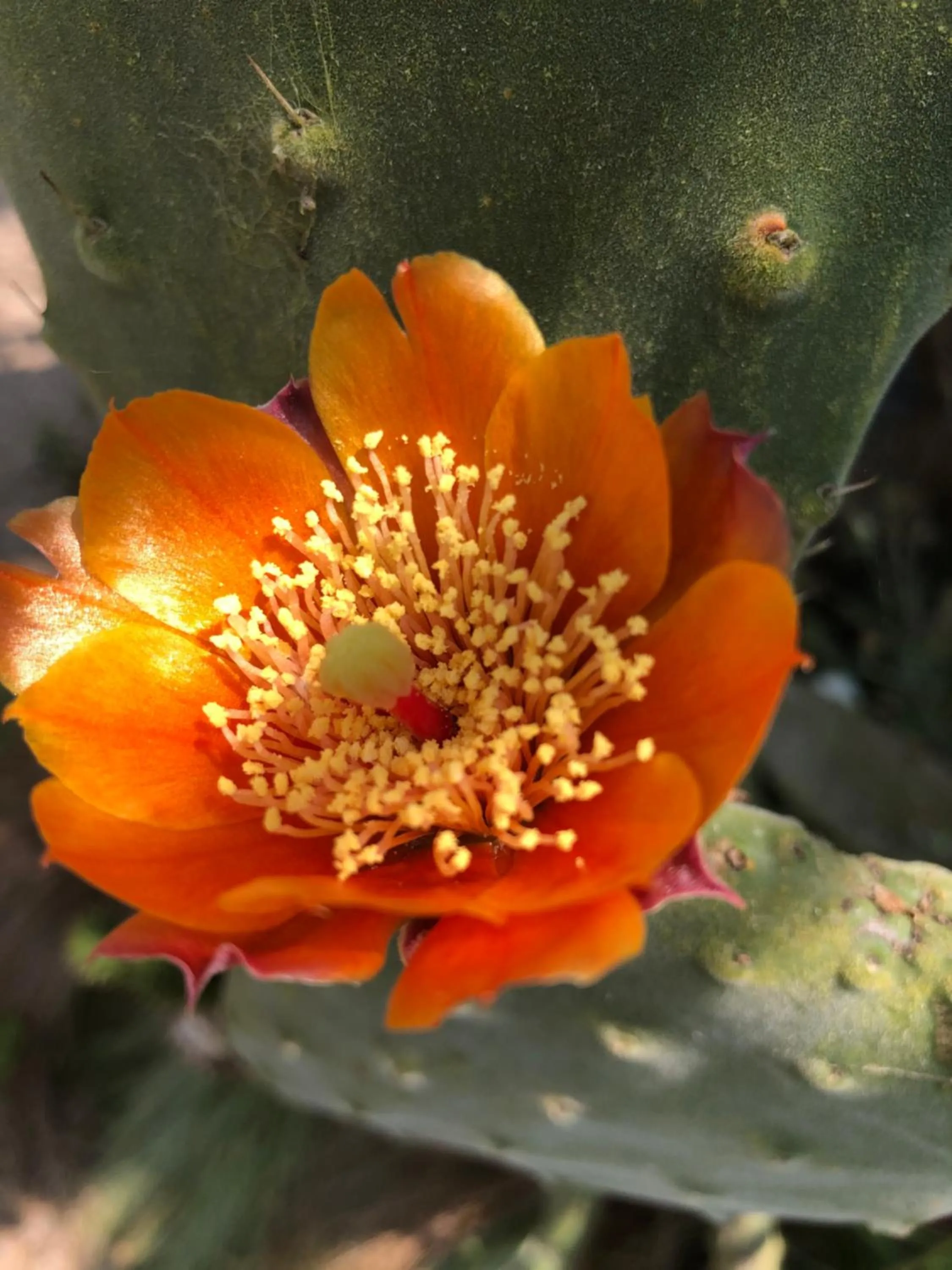 Garden in English Cherry Tree Manor