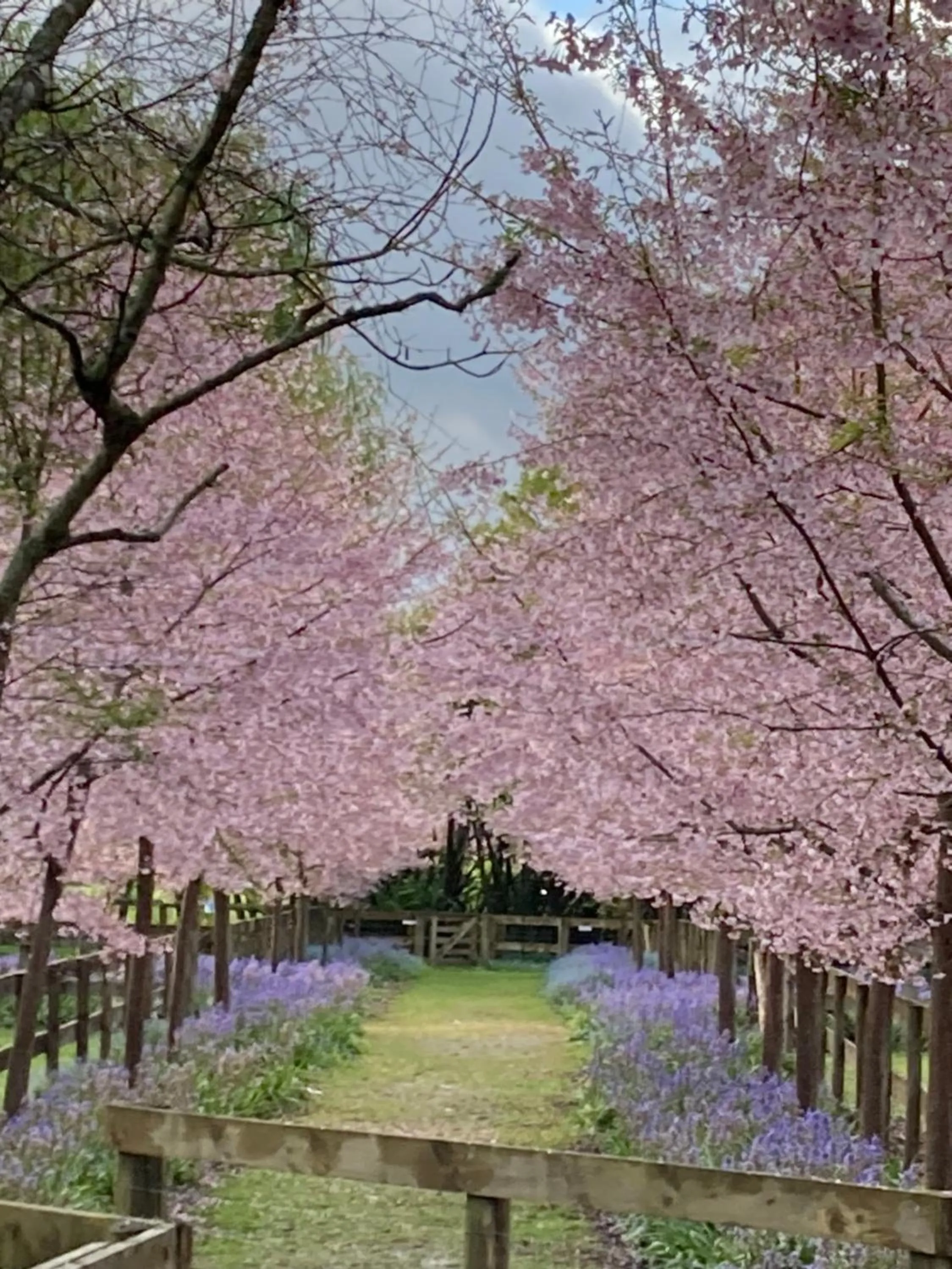 Spring in English Cherry Tree Manor