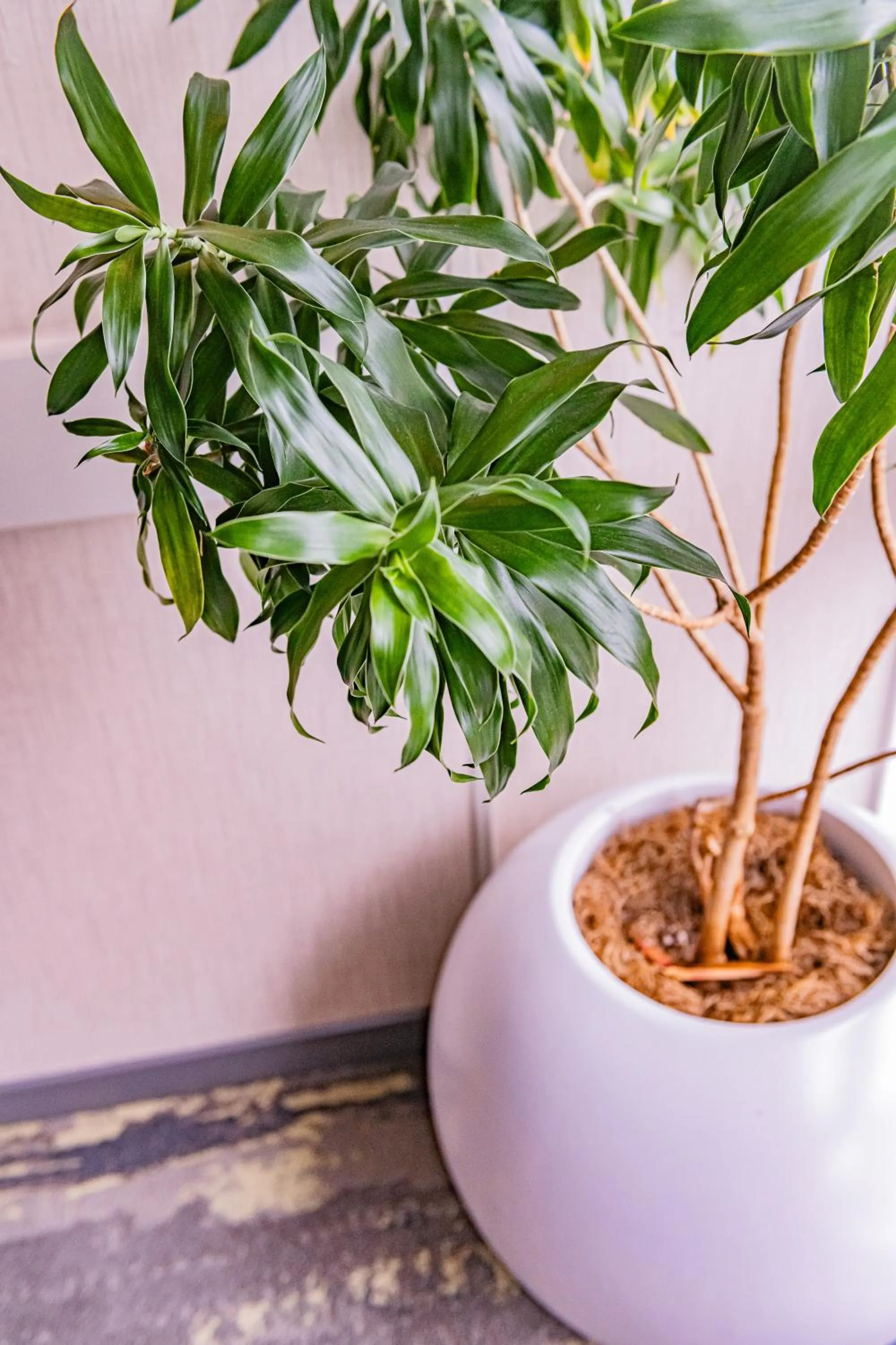 The Inn at Longwood Medical