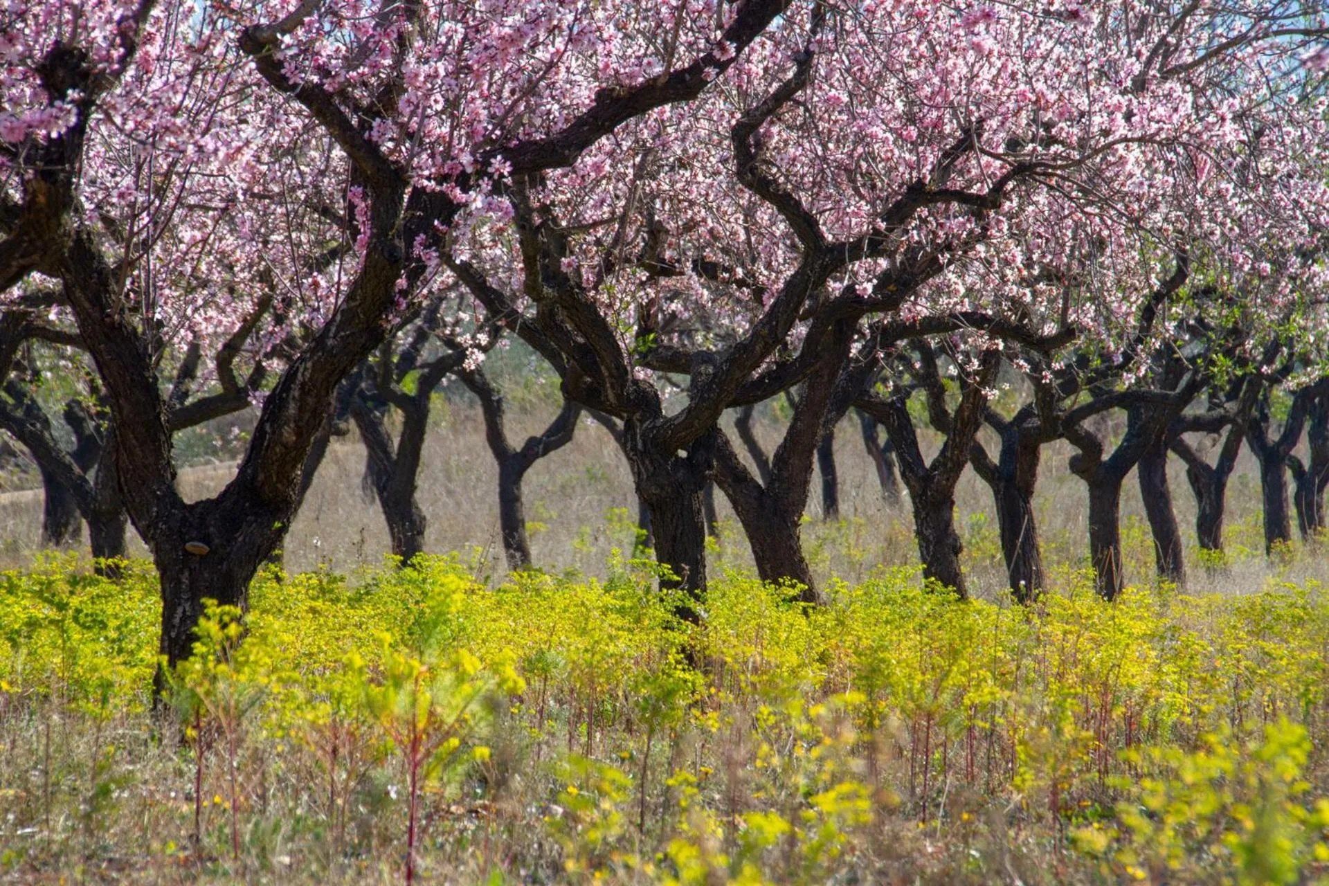 Natural landscape in Villa Foia Vella - adults only