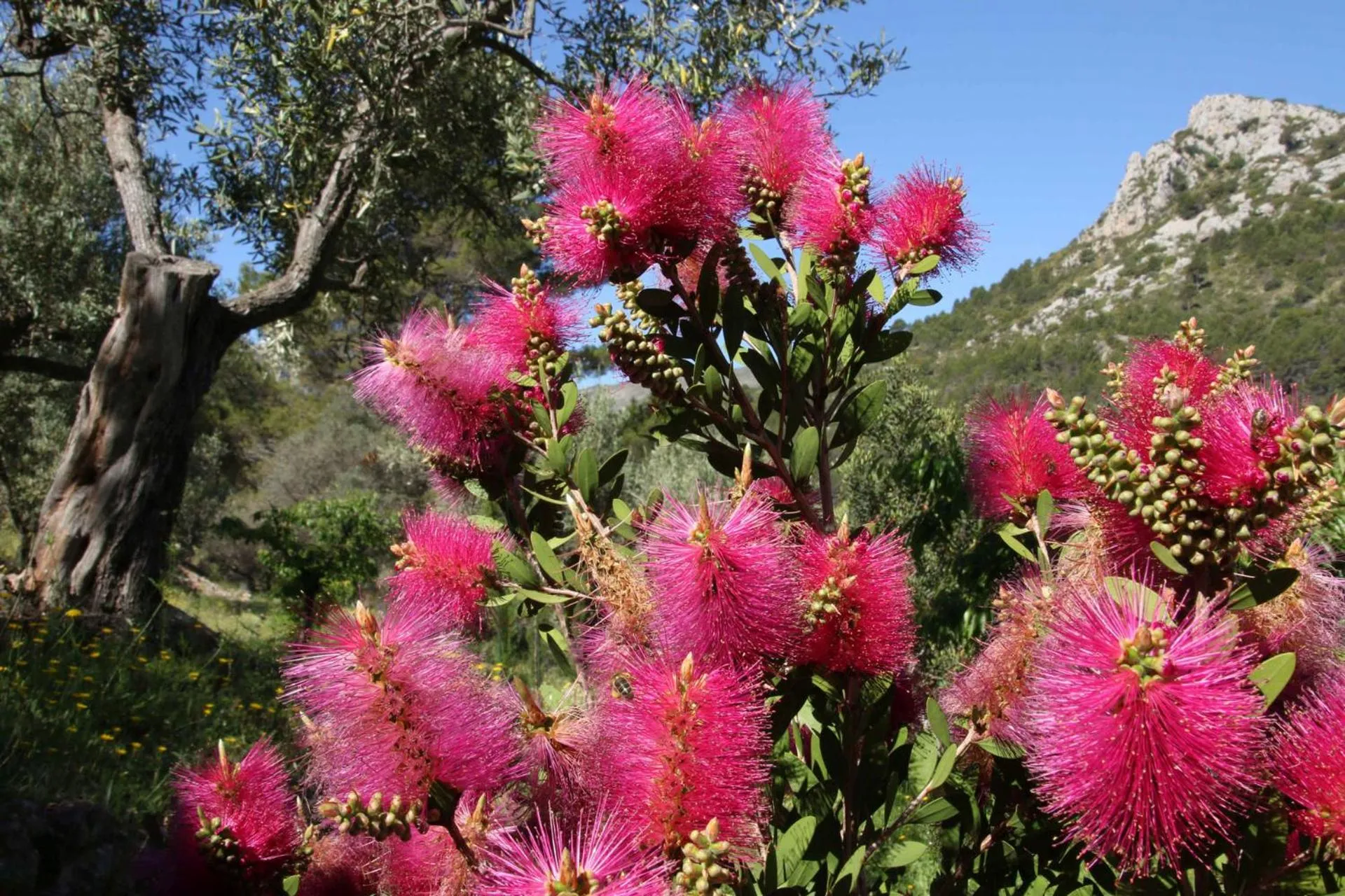 Natural landscape in Villa Foia Vella - adults only