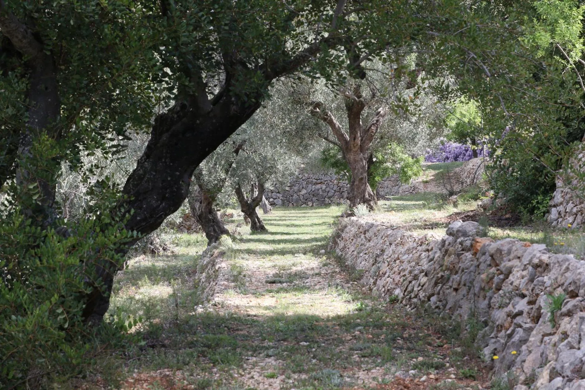 Natural landscape in Villa Foia Vella - adults only
