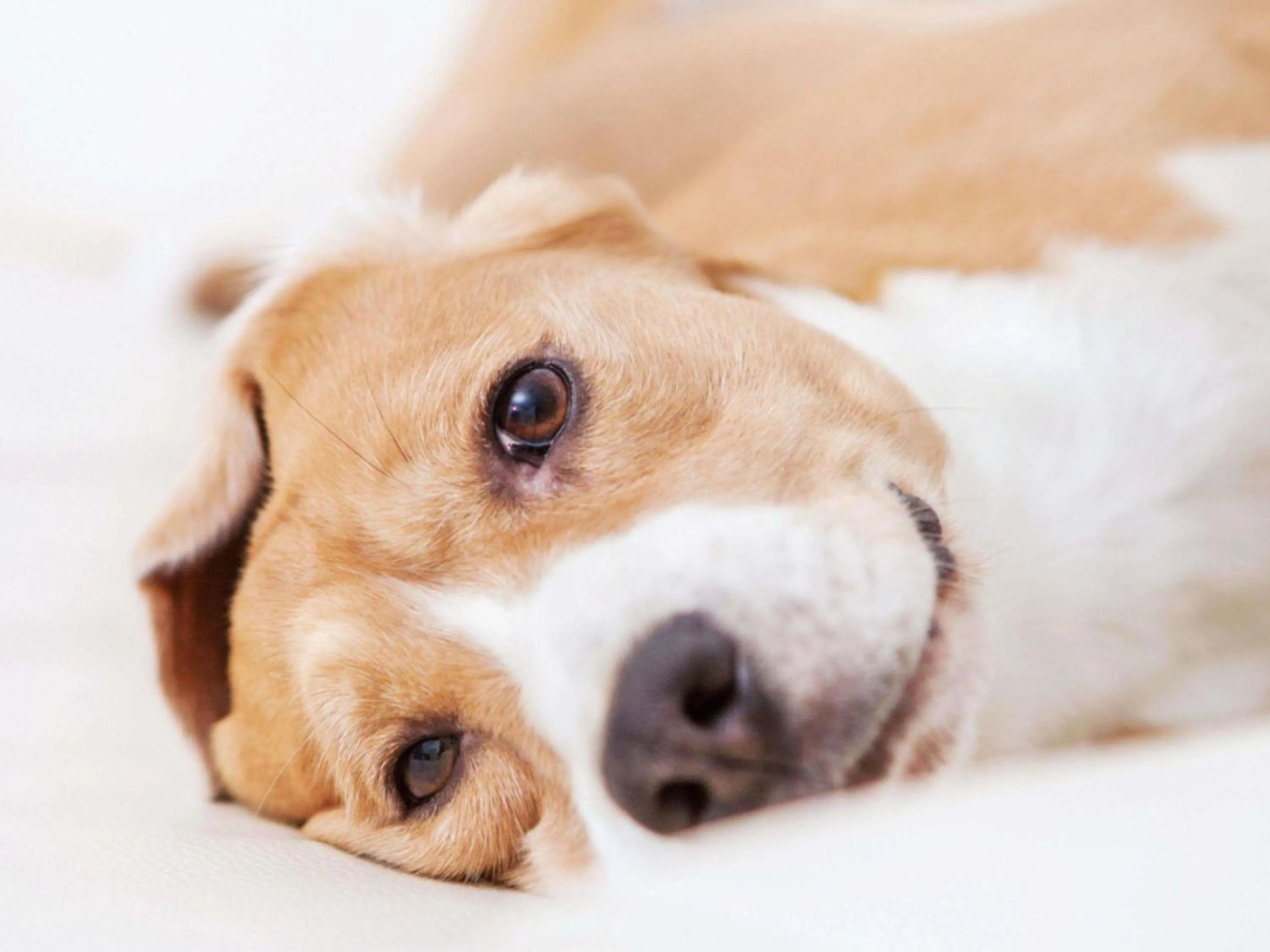 Other in Sofitel Lafayette Square Washington DC